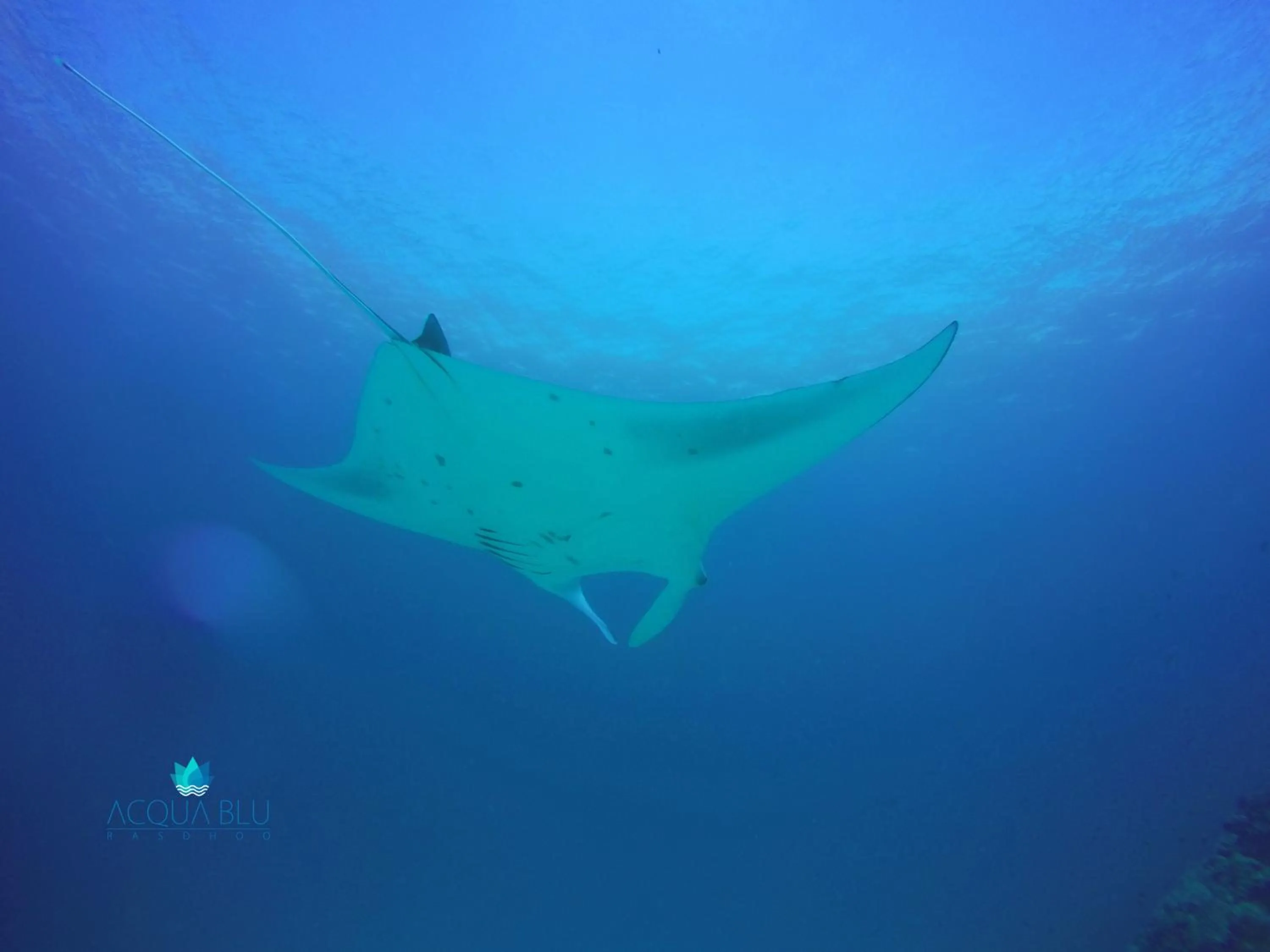 Snorkeling in Acqua Blu Rasdhoo