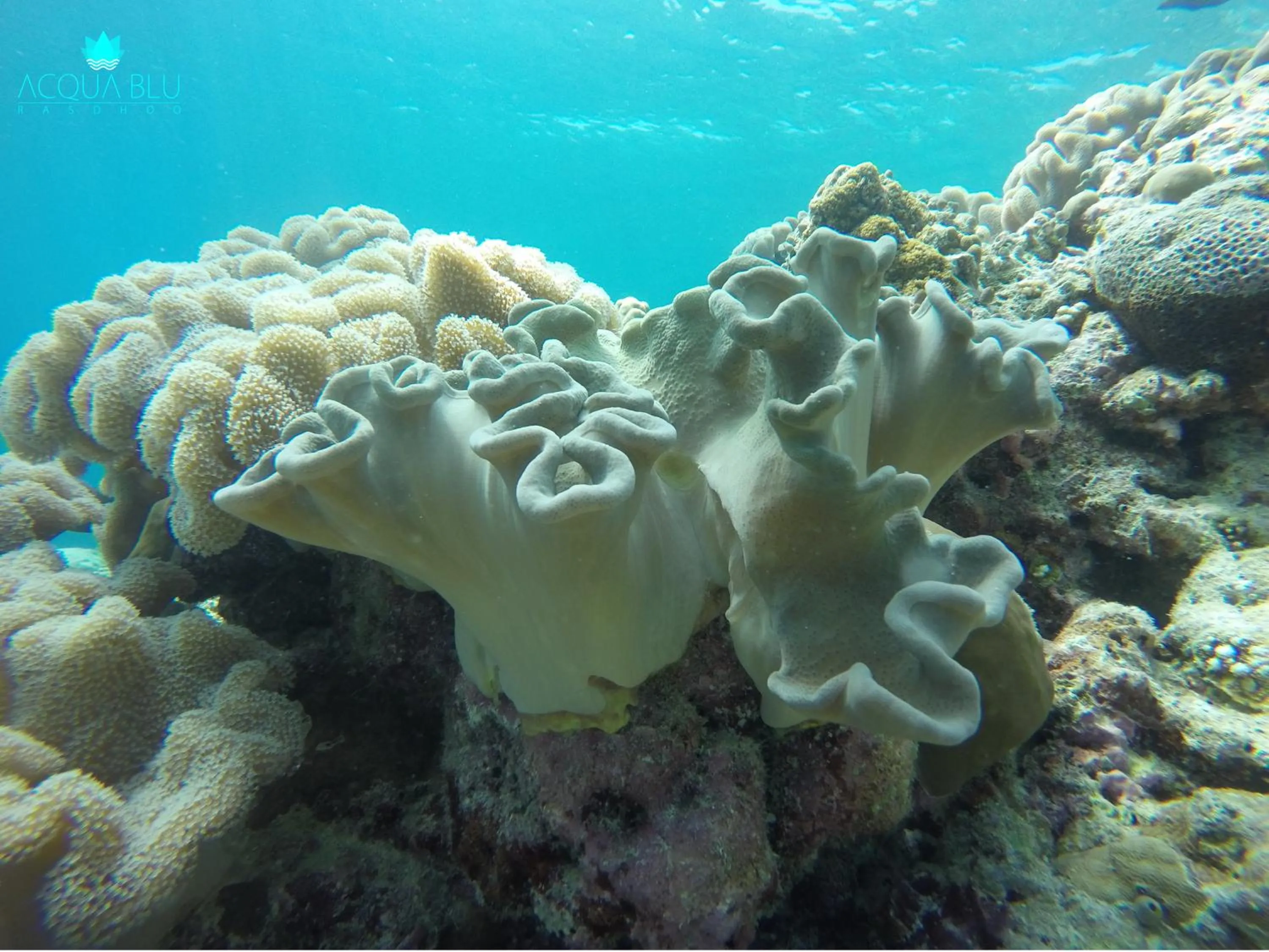 Snorkeling in Acqua Blu Rasdhoo
