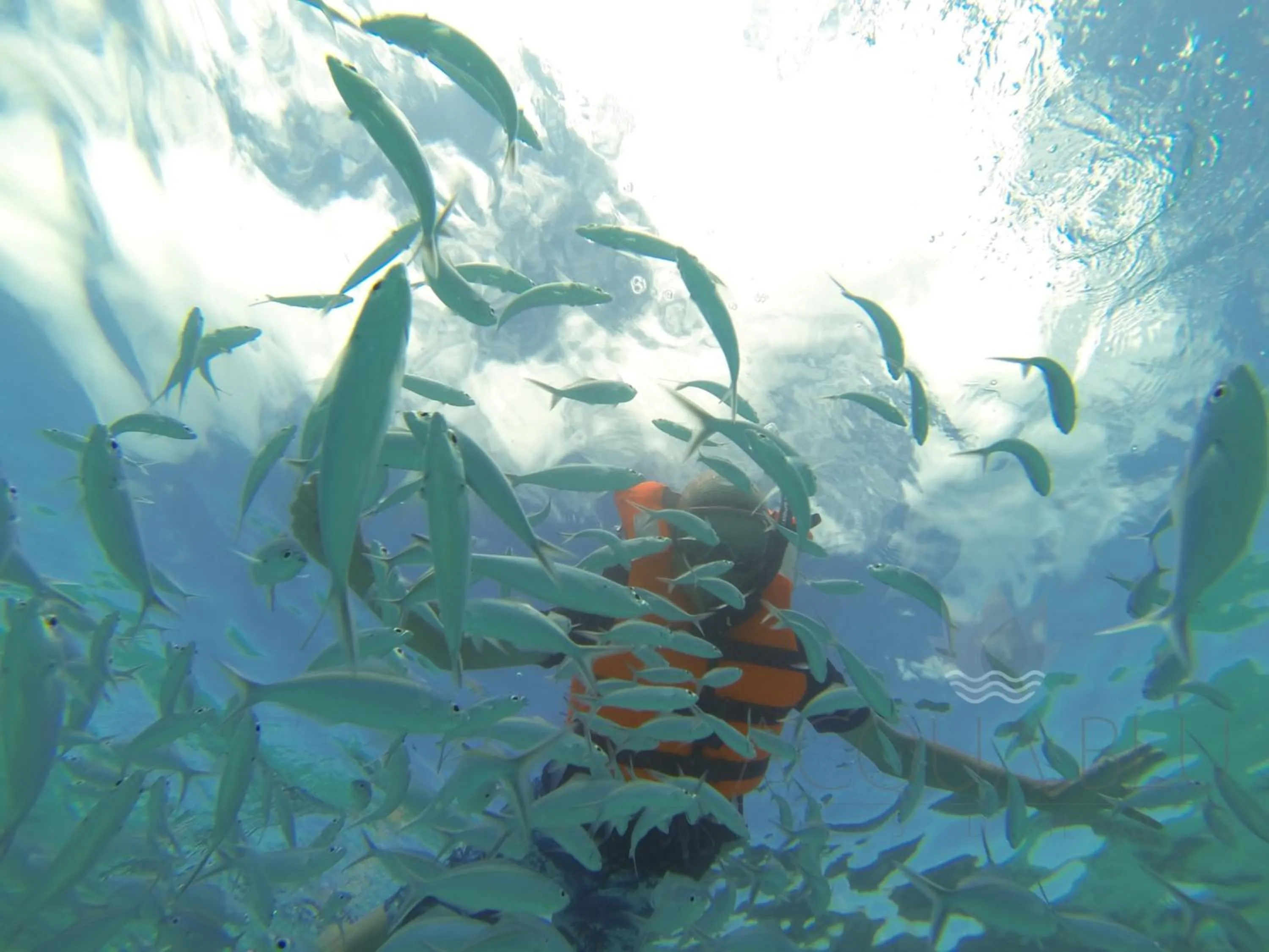 Other in Acqua Blu Rasdhoo