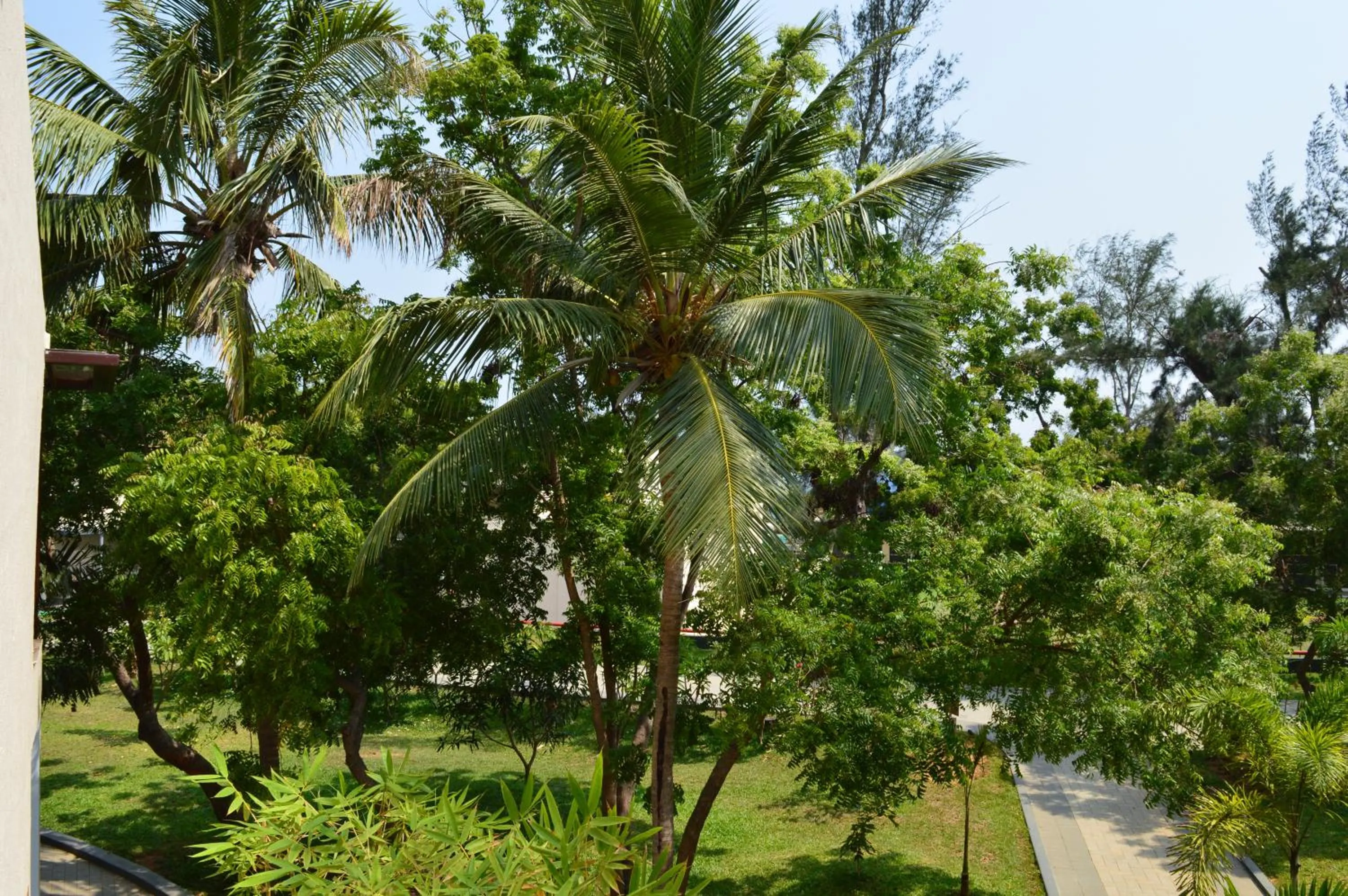 Garden view in Welcomhotel by ITC Hotels, Kences Palm Beach, Mamallapuram