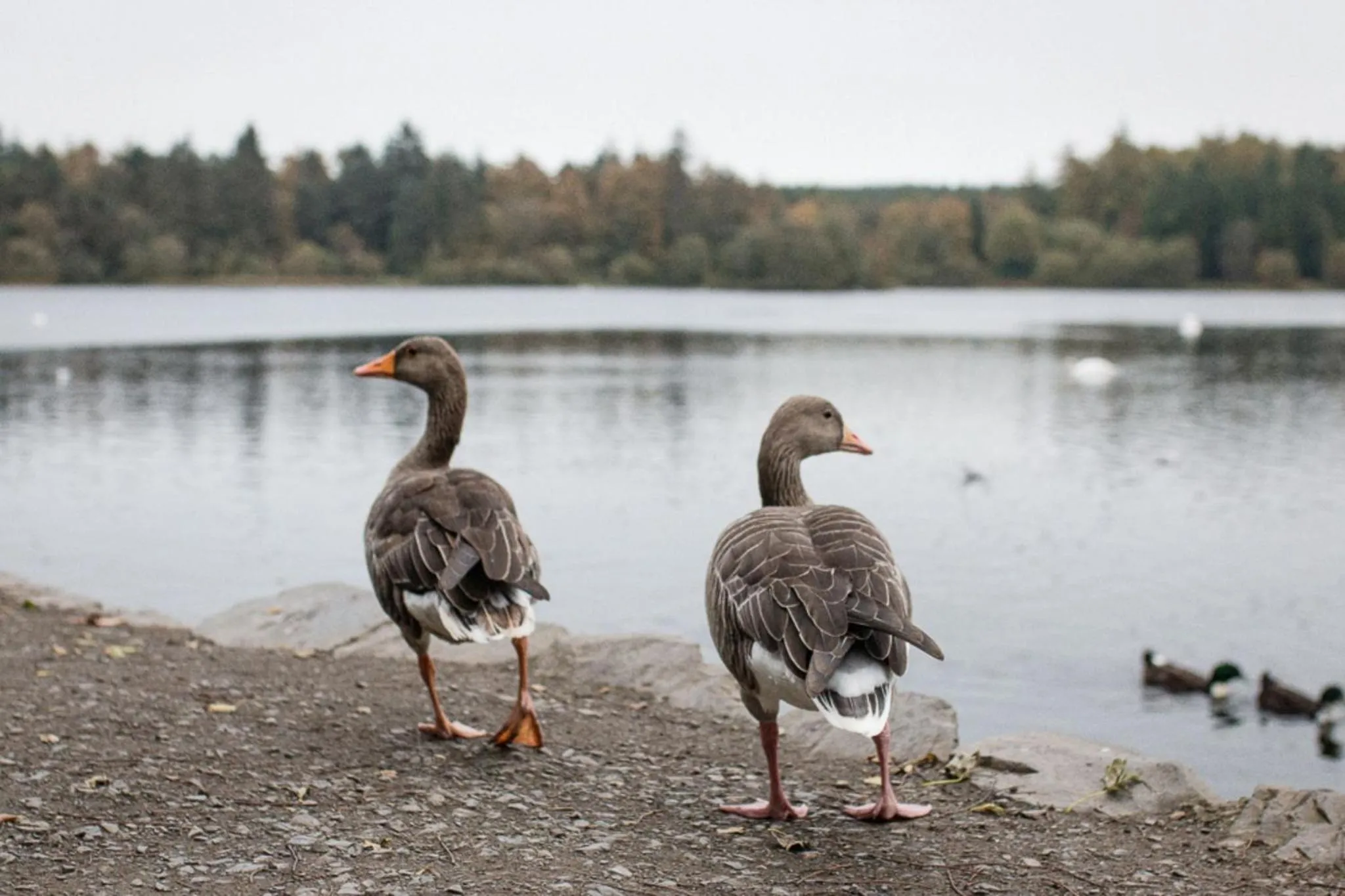 Property building in Bay Tree Cottage