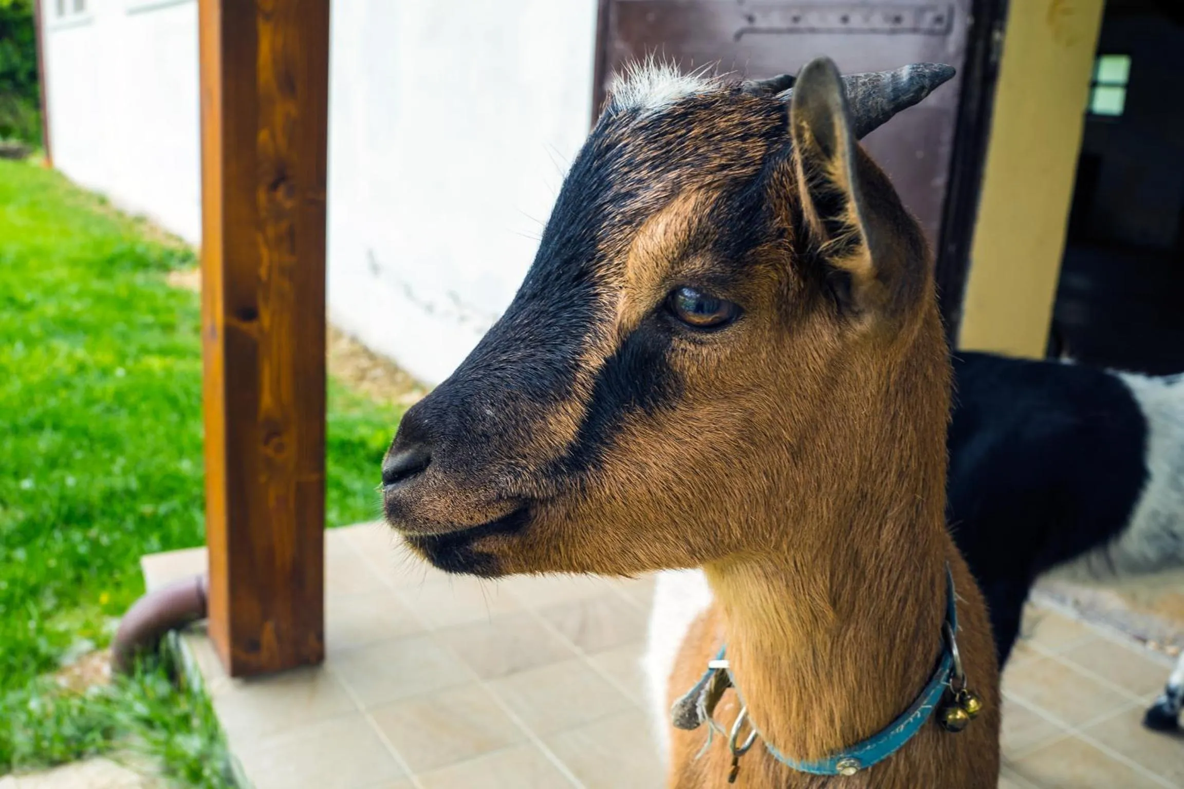 Animals in Agriturismo Ca' Poldo
