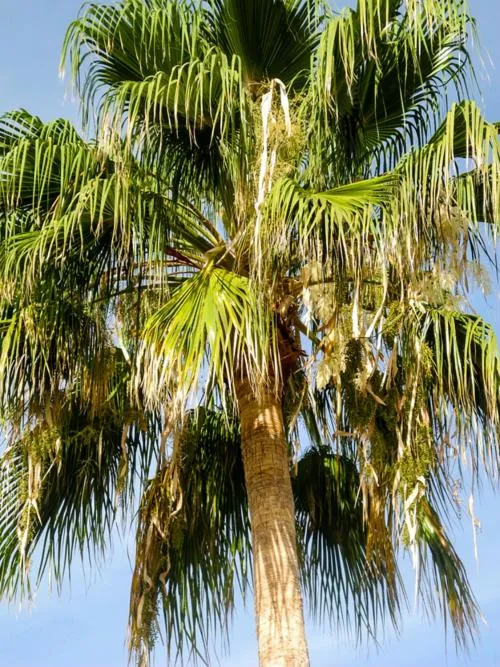 La Posada Del Tepeyac