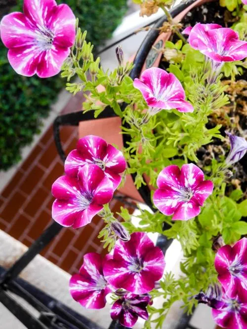 La Posada Del Tepeyac