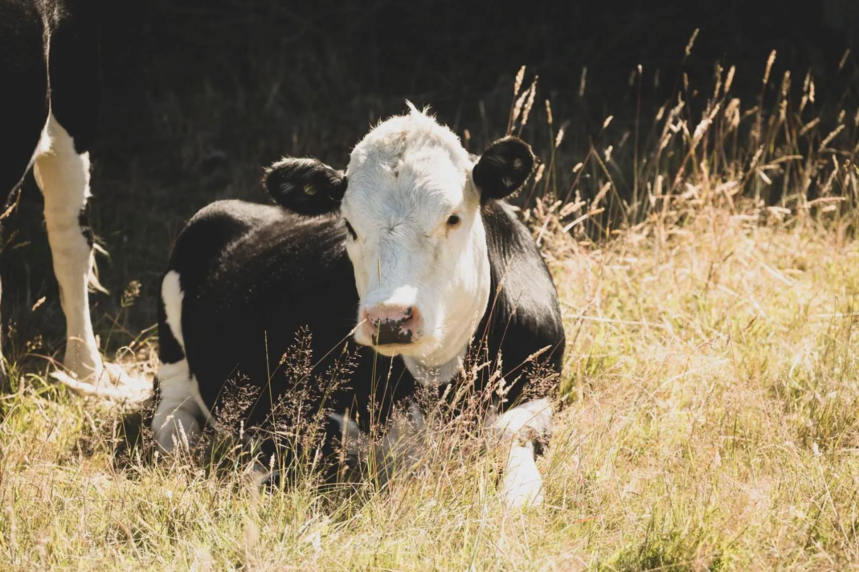 Animals in Awatea Country Bed & Breakfast