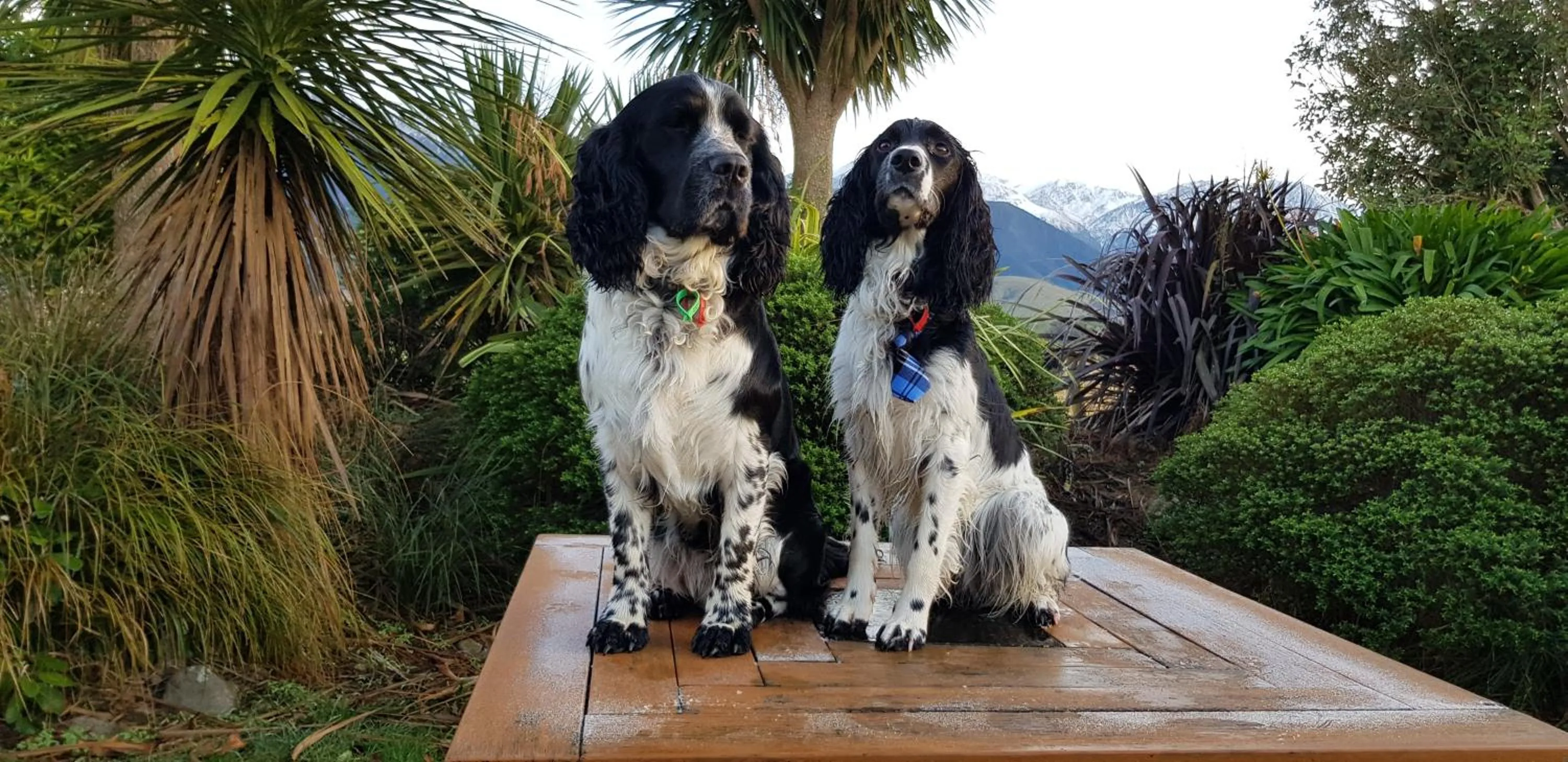 Garden in Awatea Country Bed & Breakfast