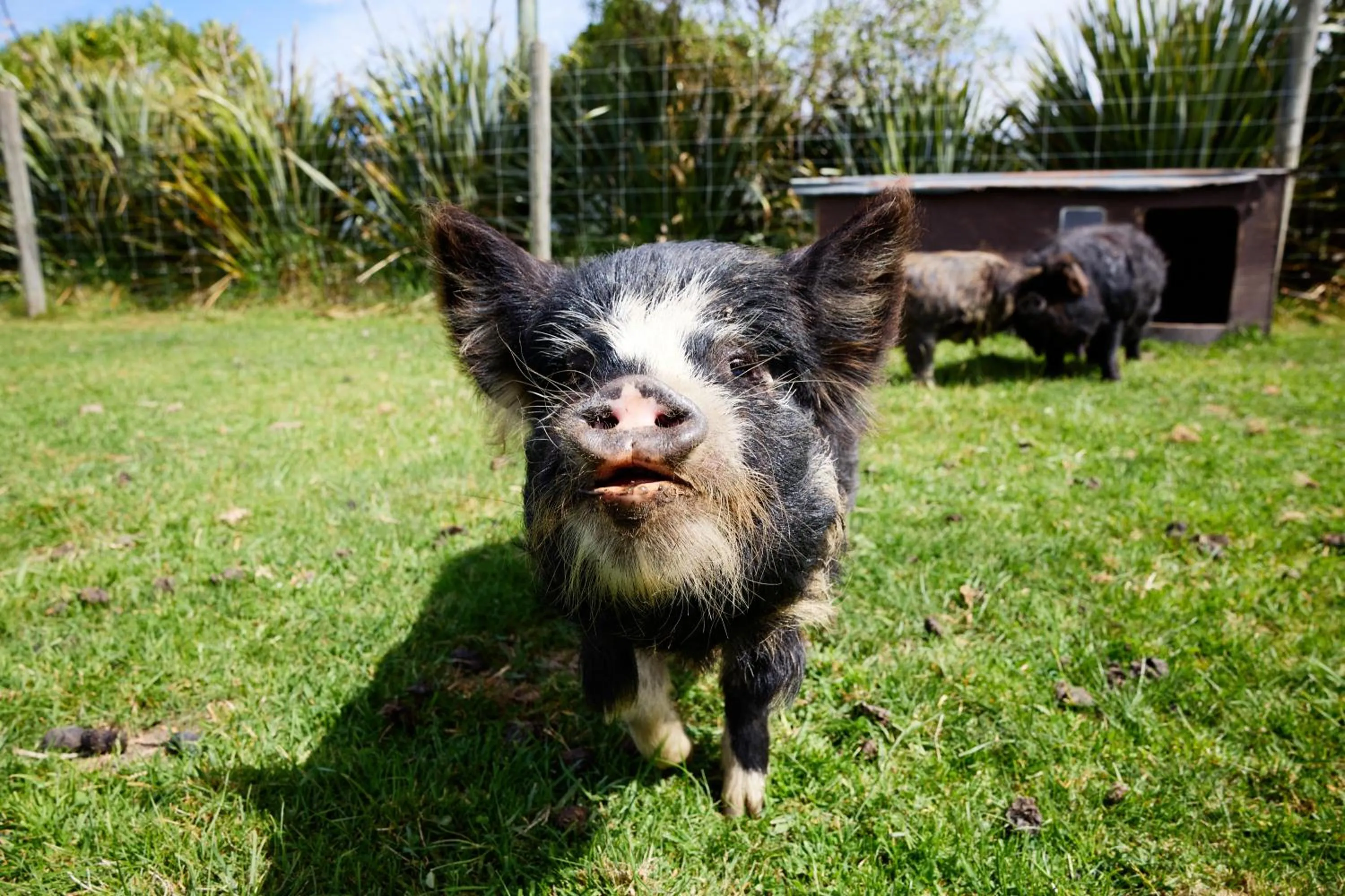 Animals in Awatea Country Bed & Breakfast