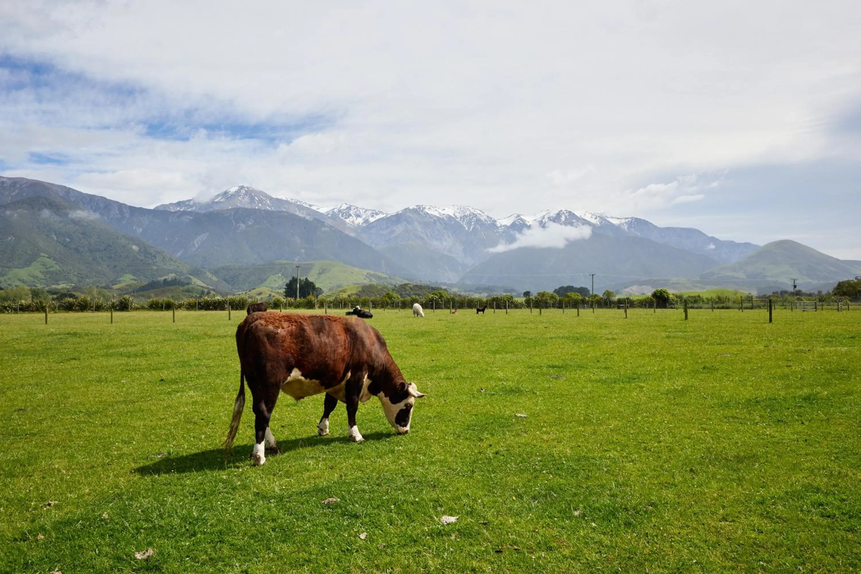 Day in Awatea Country Bed & Breakfast