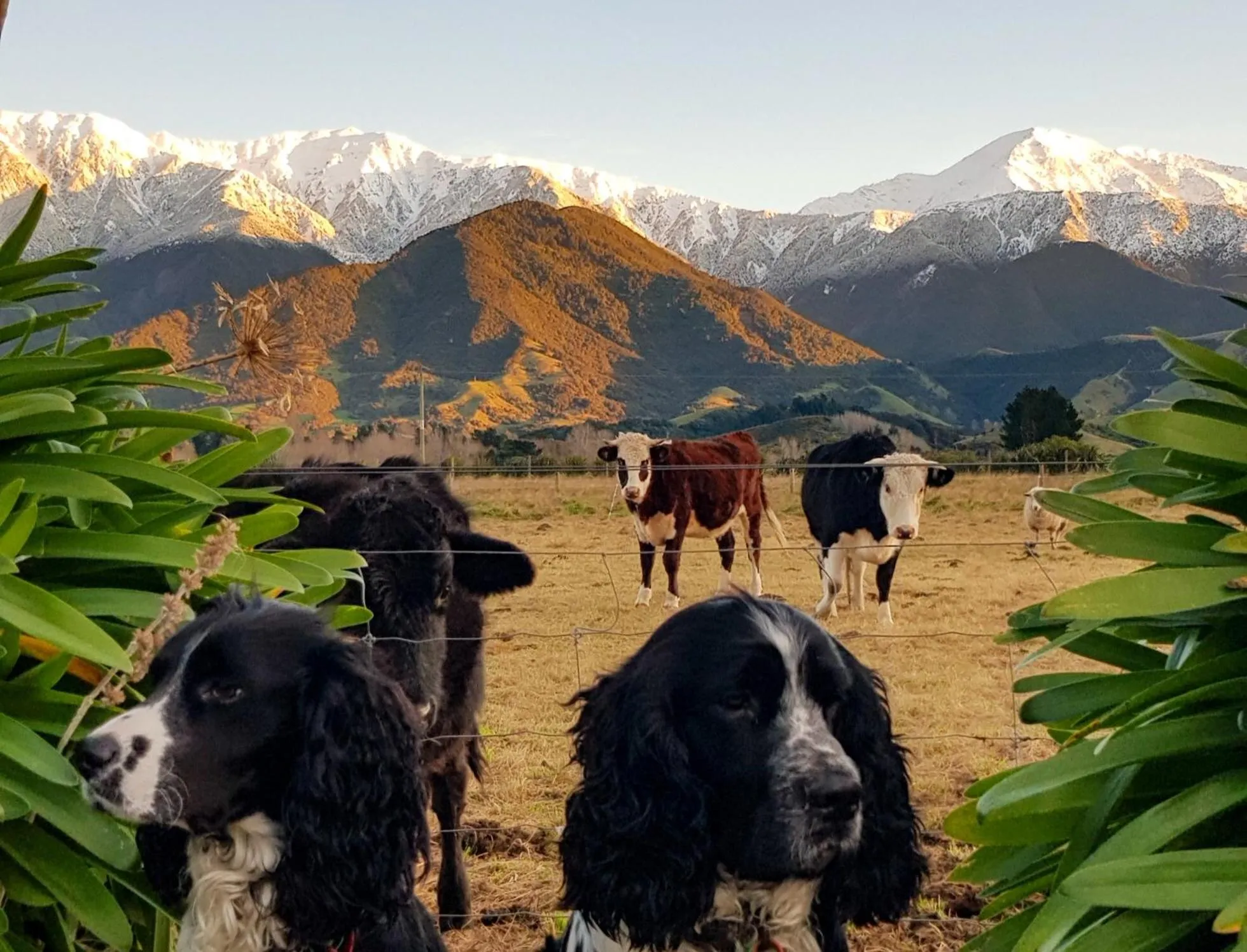 View (from property/room) in Awatea Country Bed & Breakfast