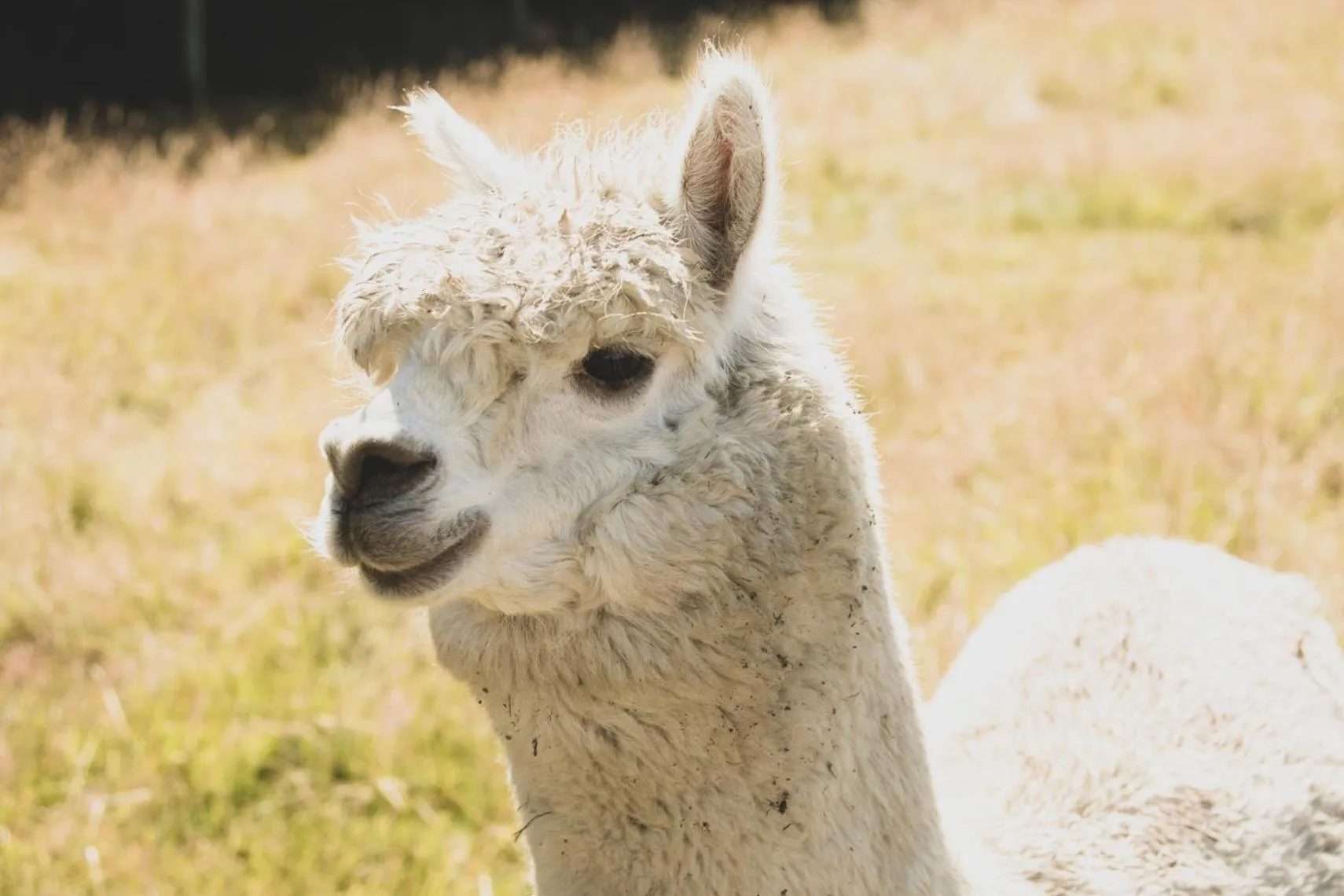 Day in Awatea Country Bed & Breakfast