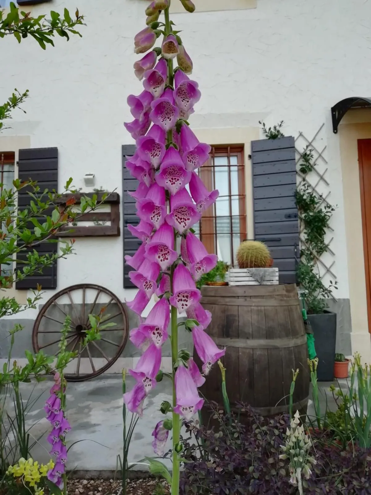 Garden in Ca' Blanca