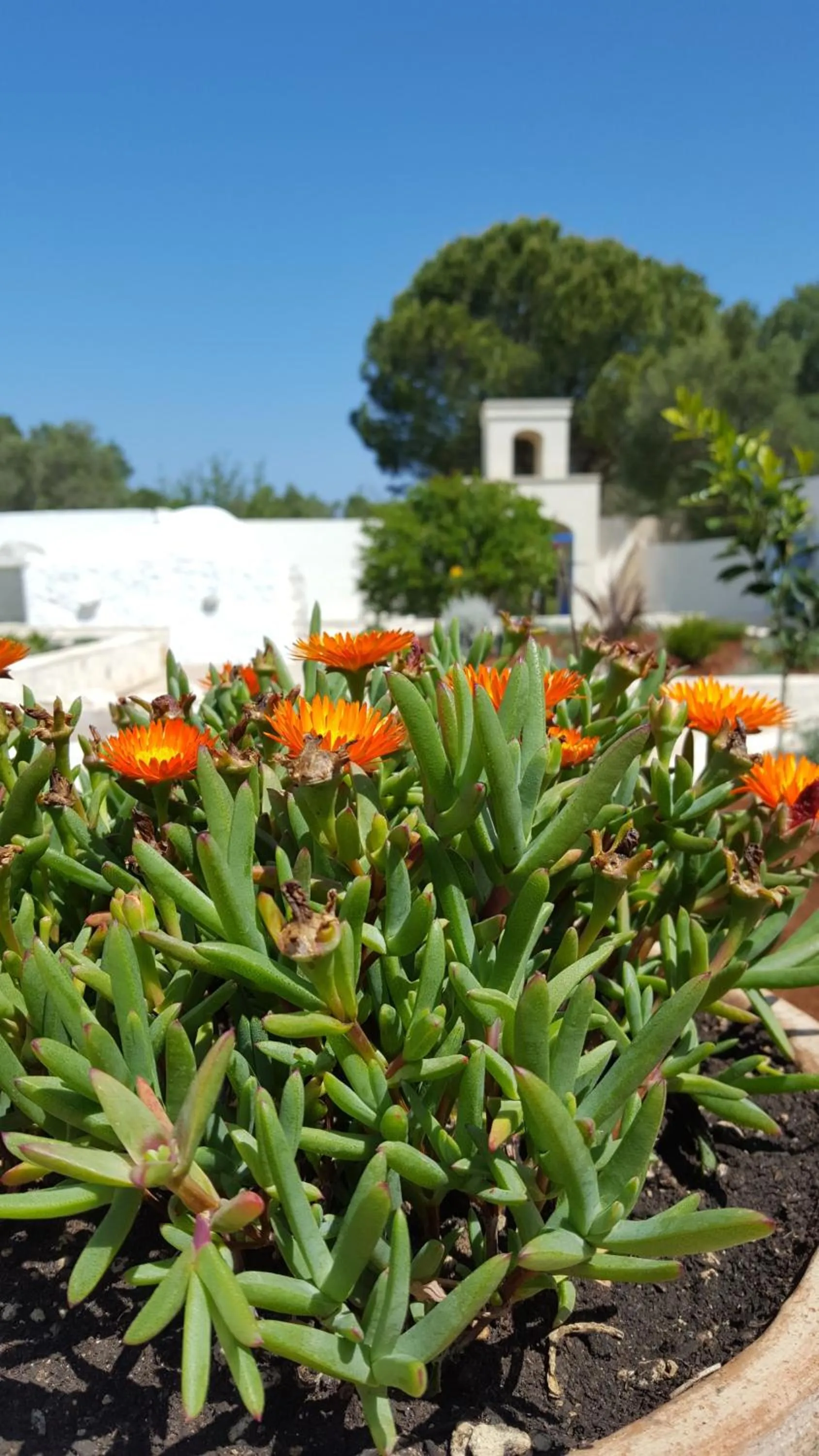 Day in The Proud Garden