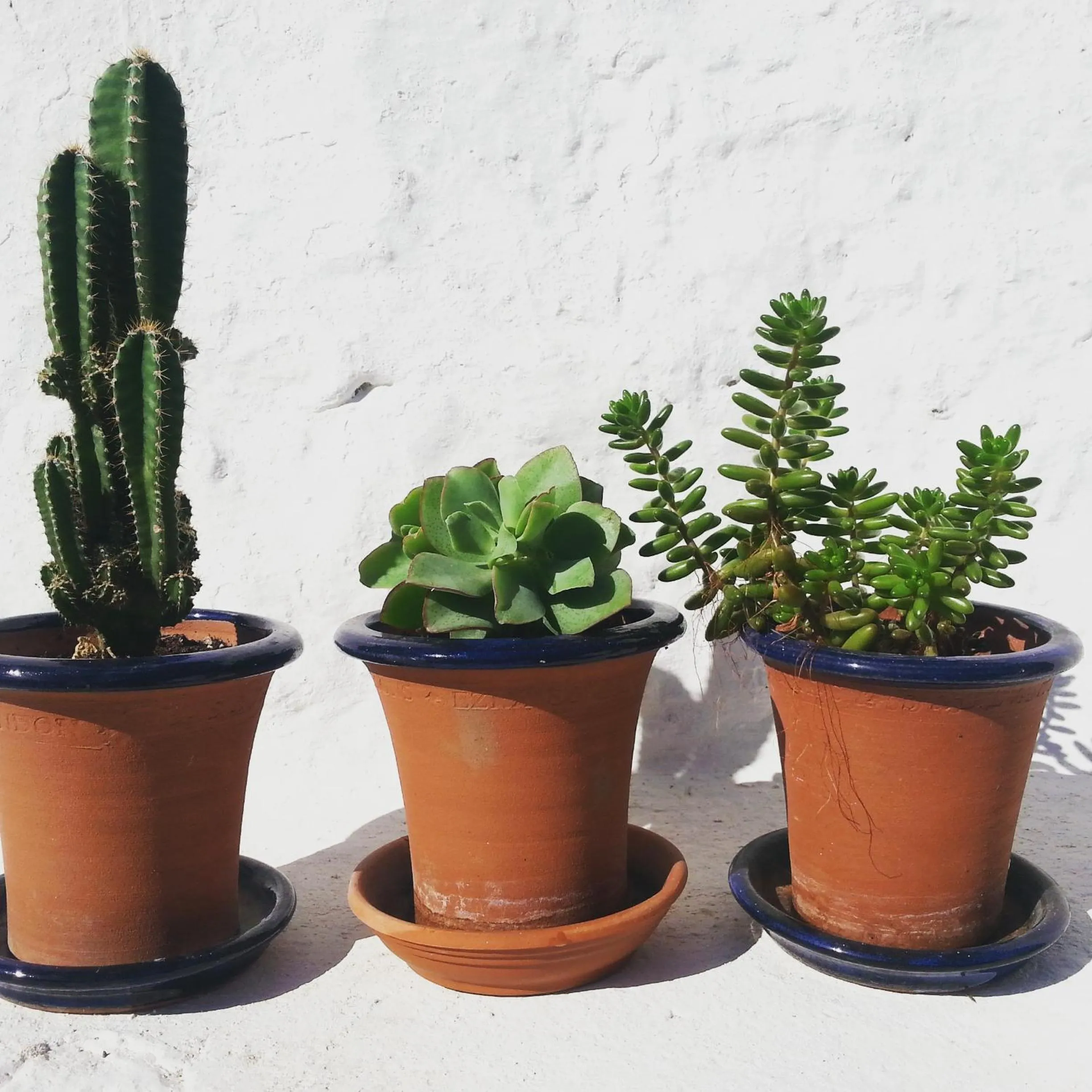 Day in The Proud Garden