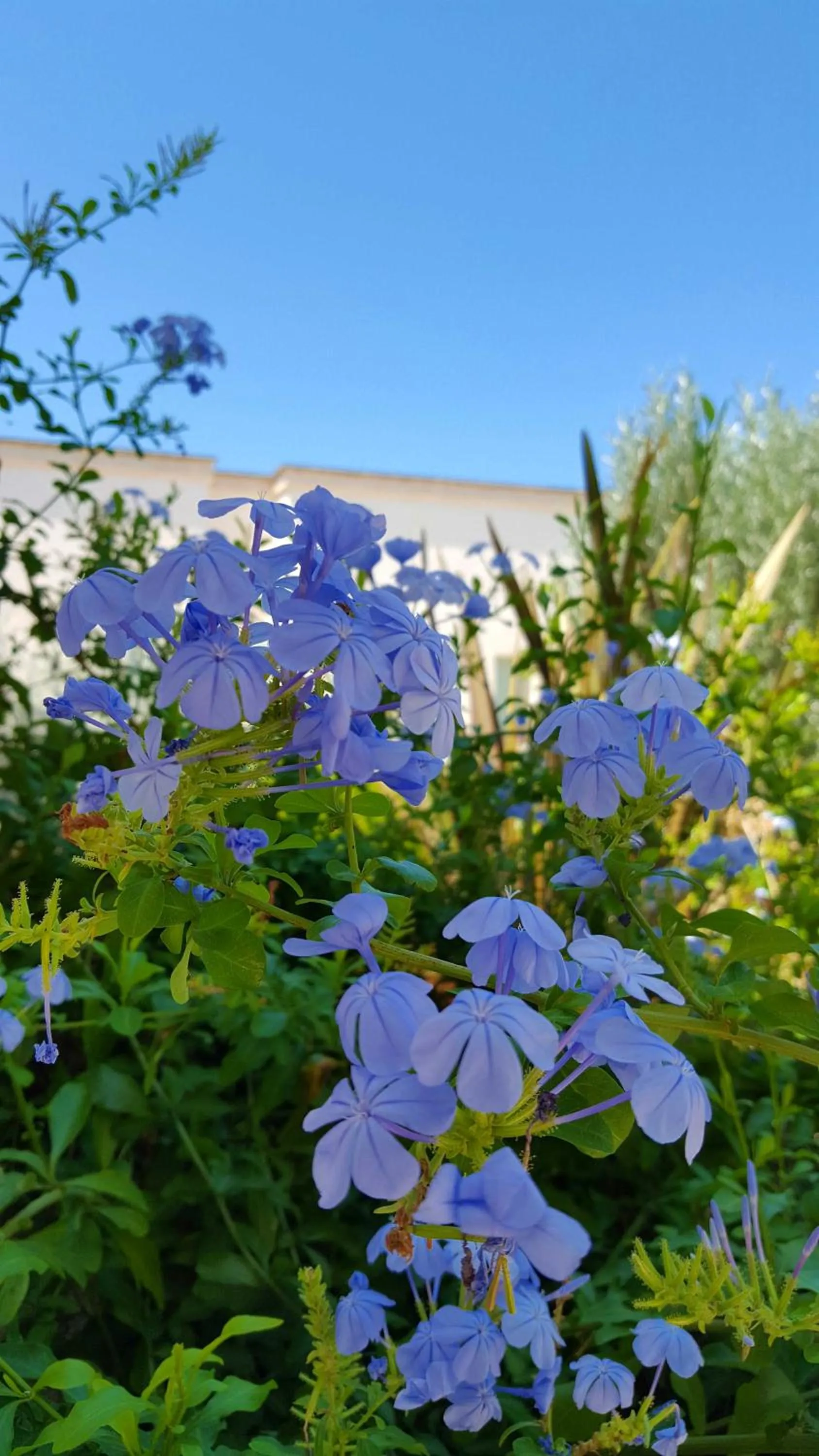 Garden view in The Proud Garden