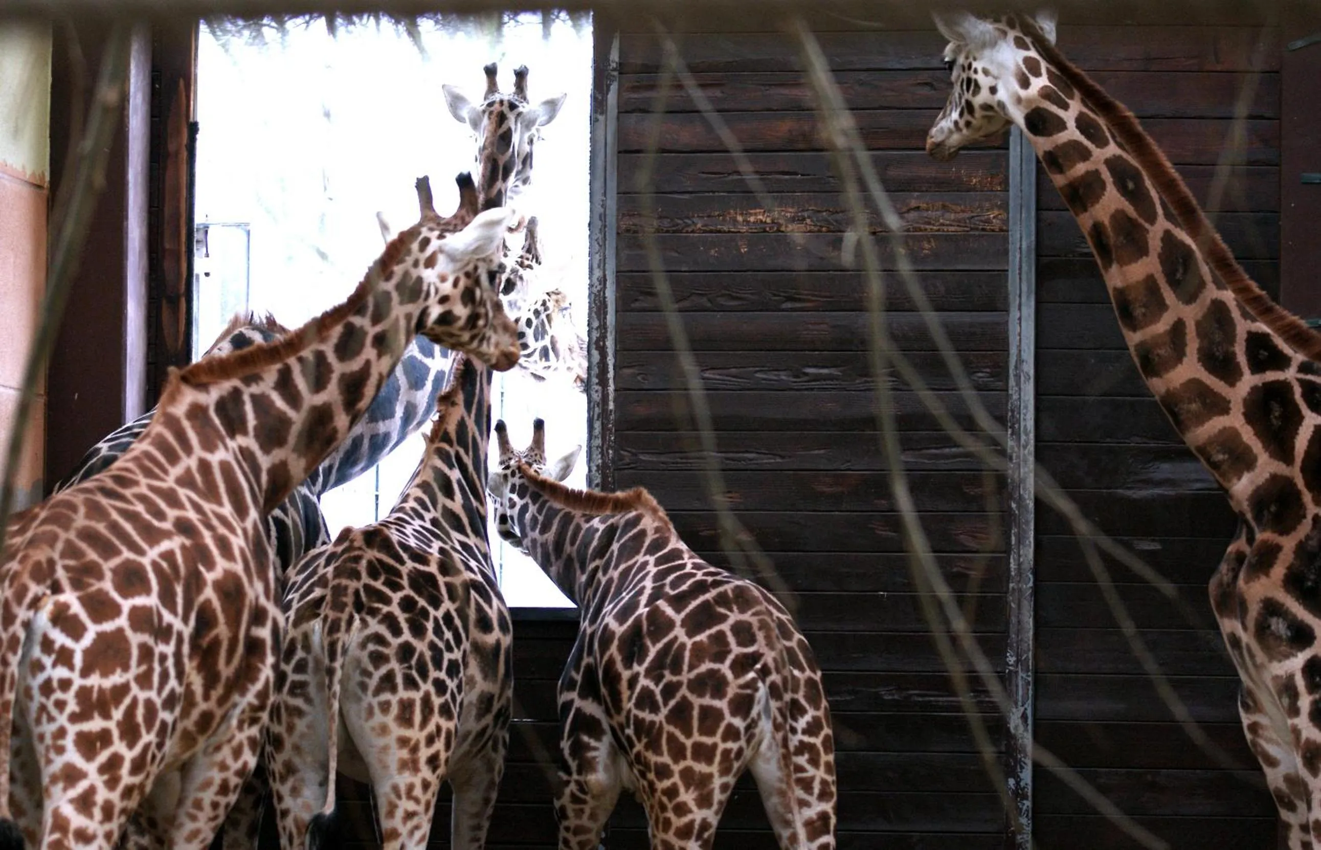 Animals in Travel24 Hotel Leipzig City