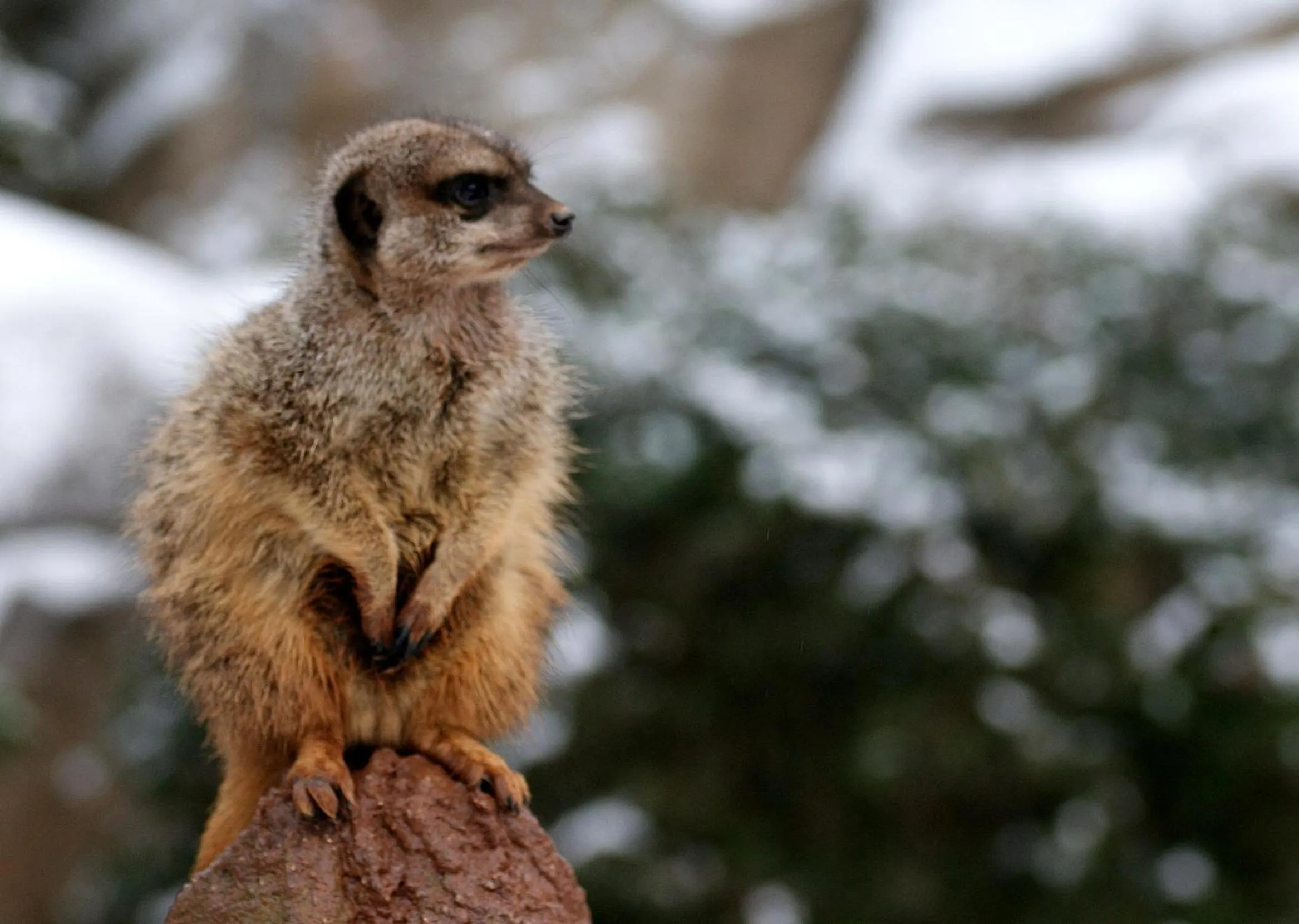 Animals in Travel24 Hotel Leipzig City
