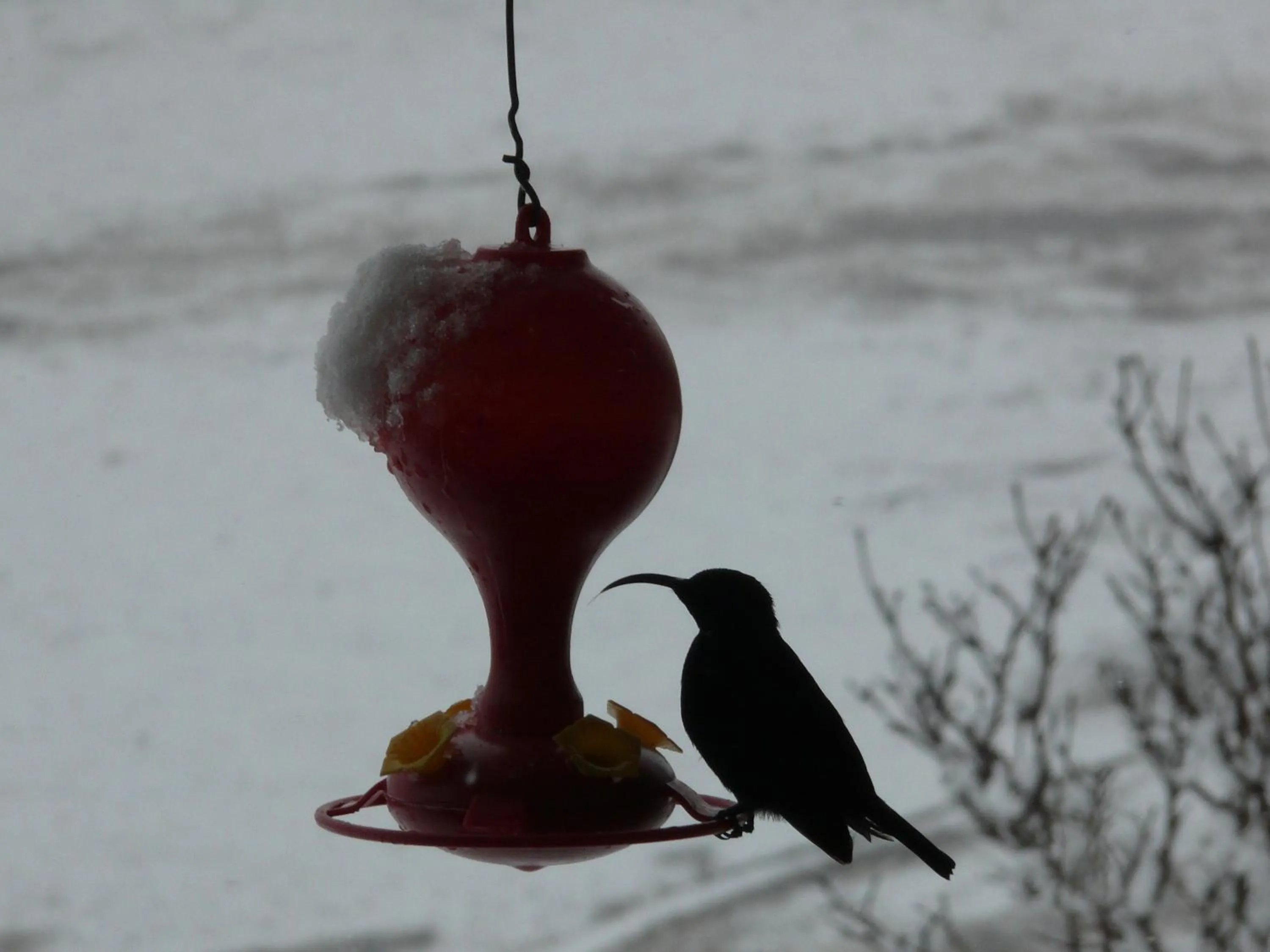 Animals in Crags Cottage