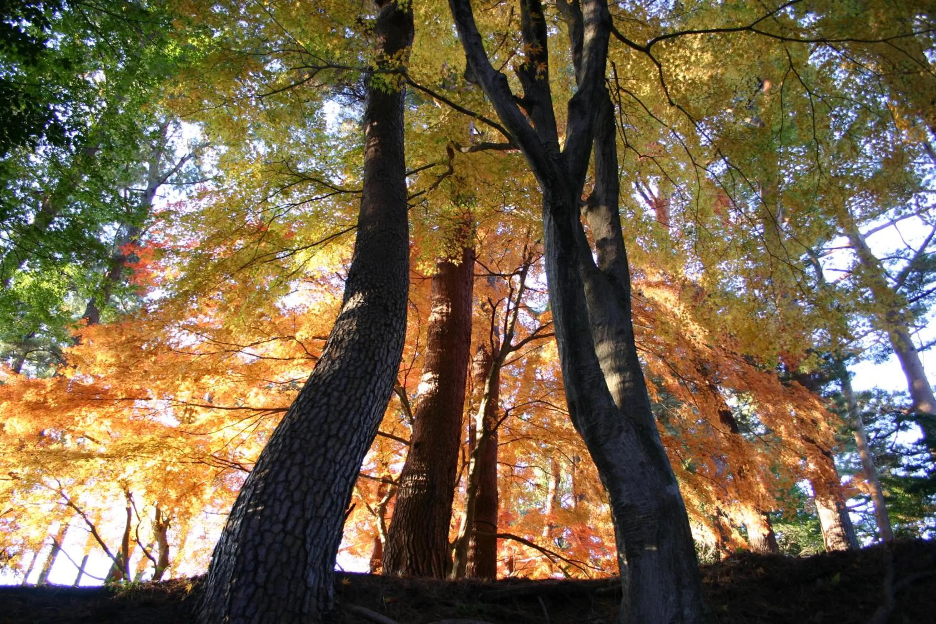 Nearby landmark in Izu Marriott Hotel Shuzenji