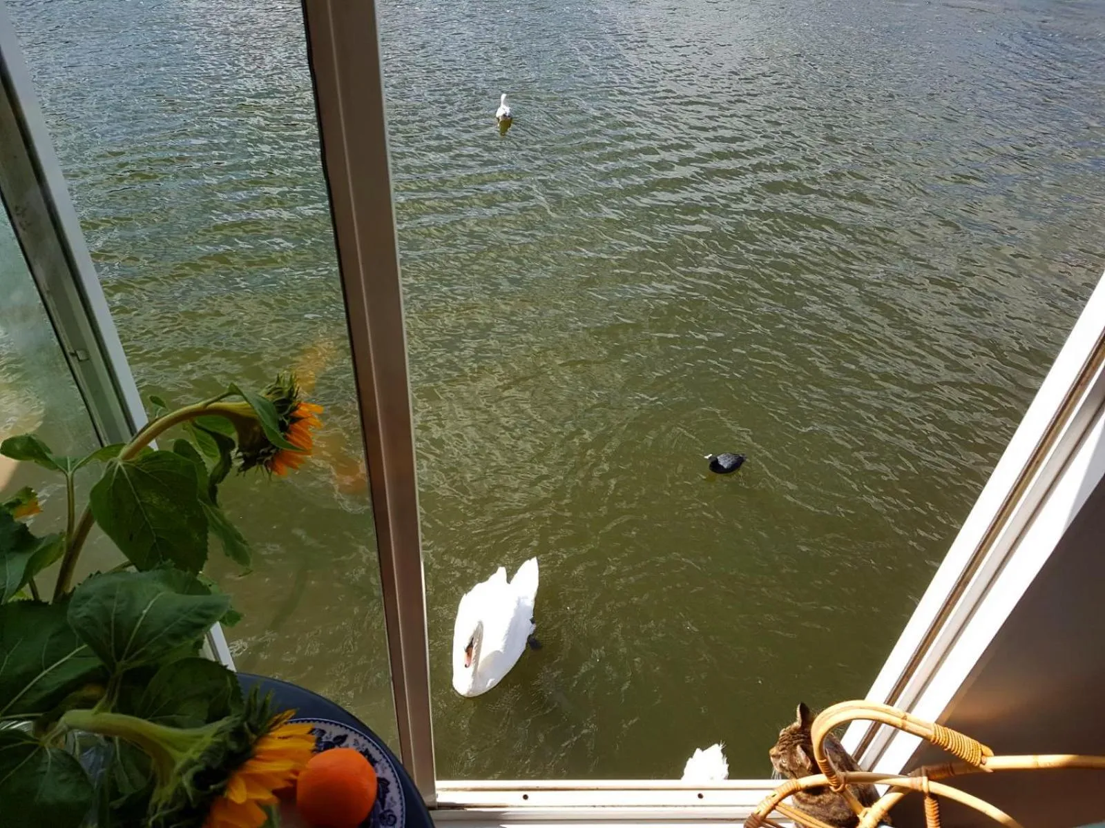 River view in Houseboat Concordia B&B