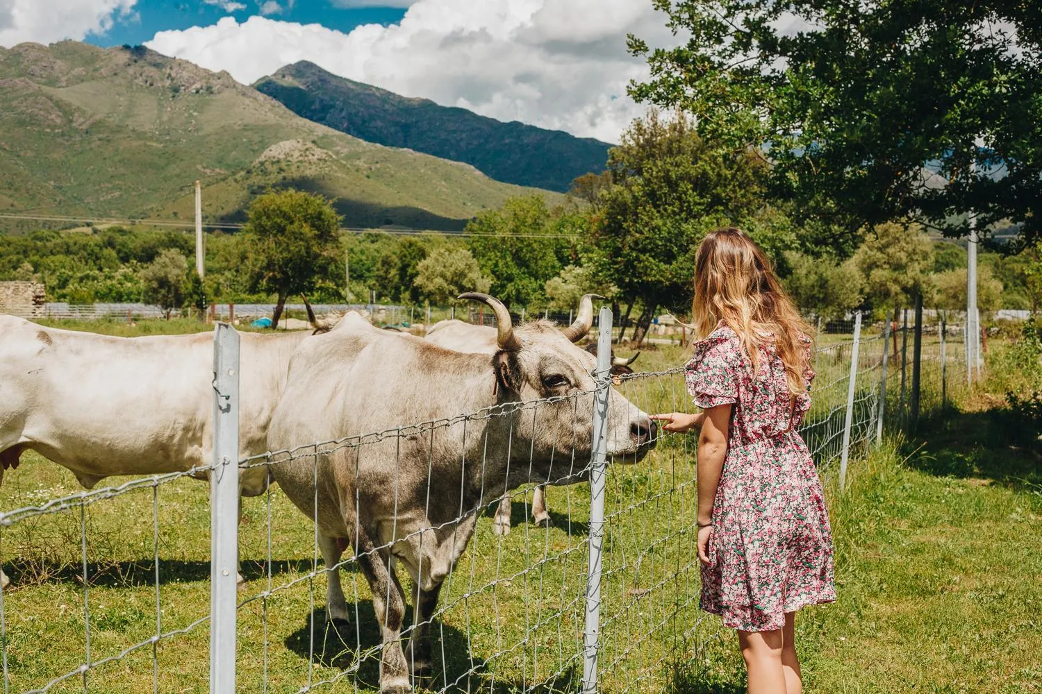 Pets in B&B A Chjusellina