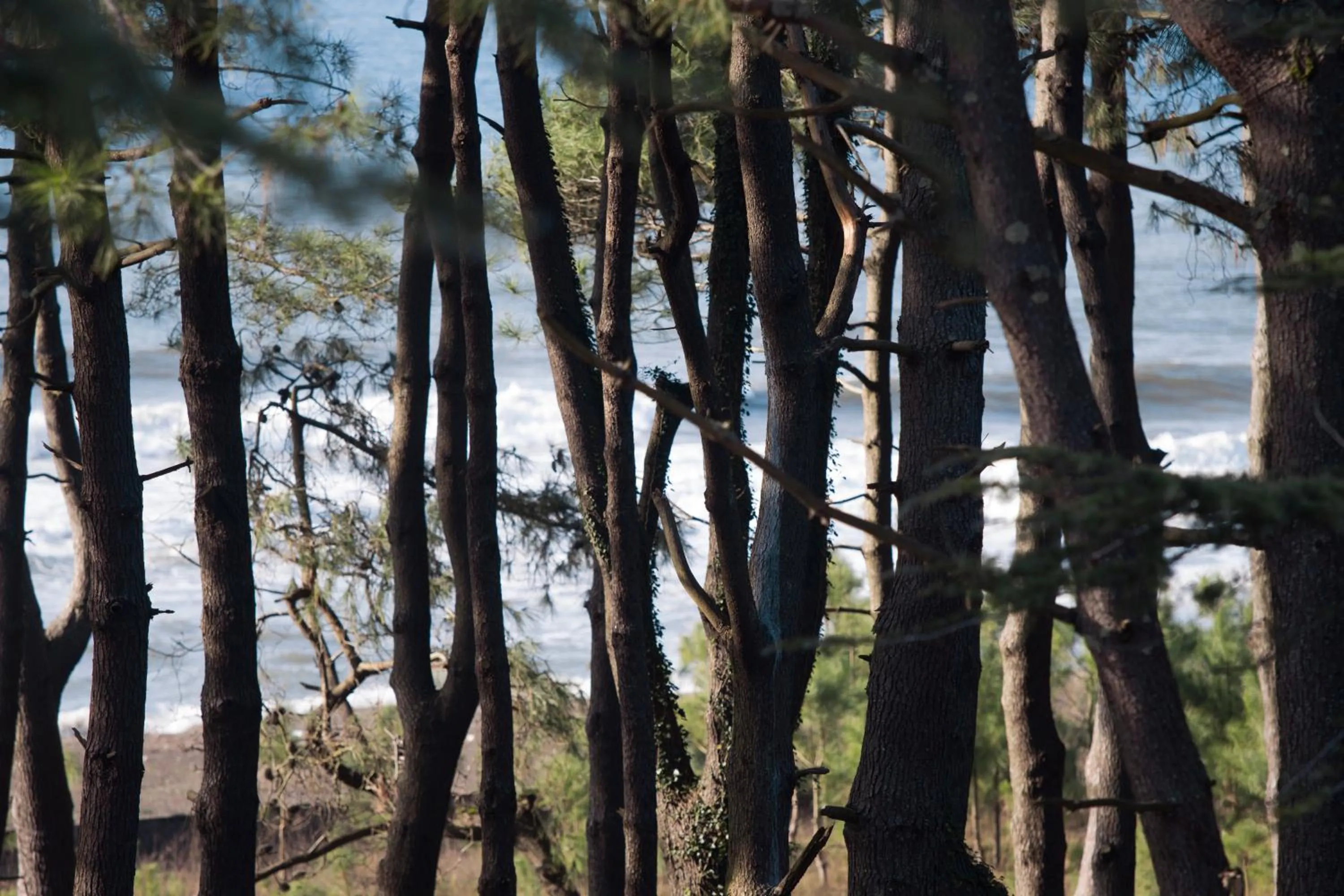 Sea view in Simple Pleasures Shekvetili