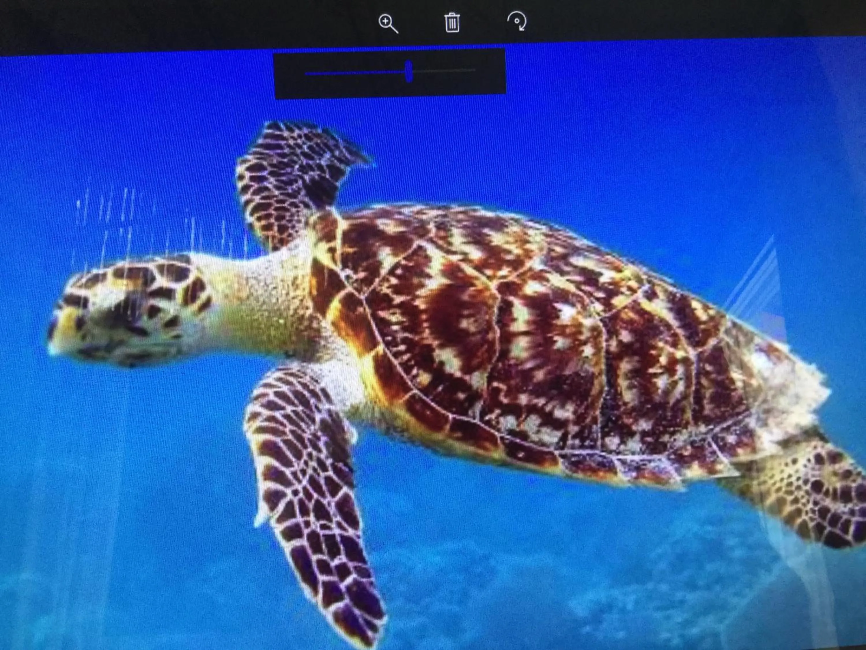 Animals in Turtle Cove Exclusive Island Resort