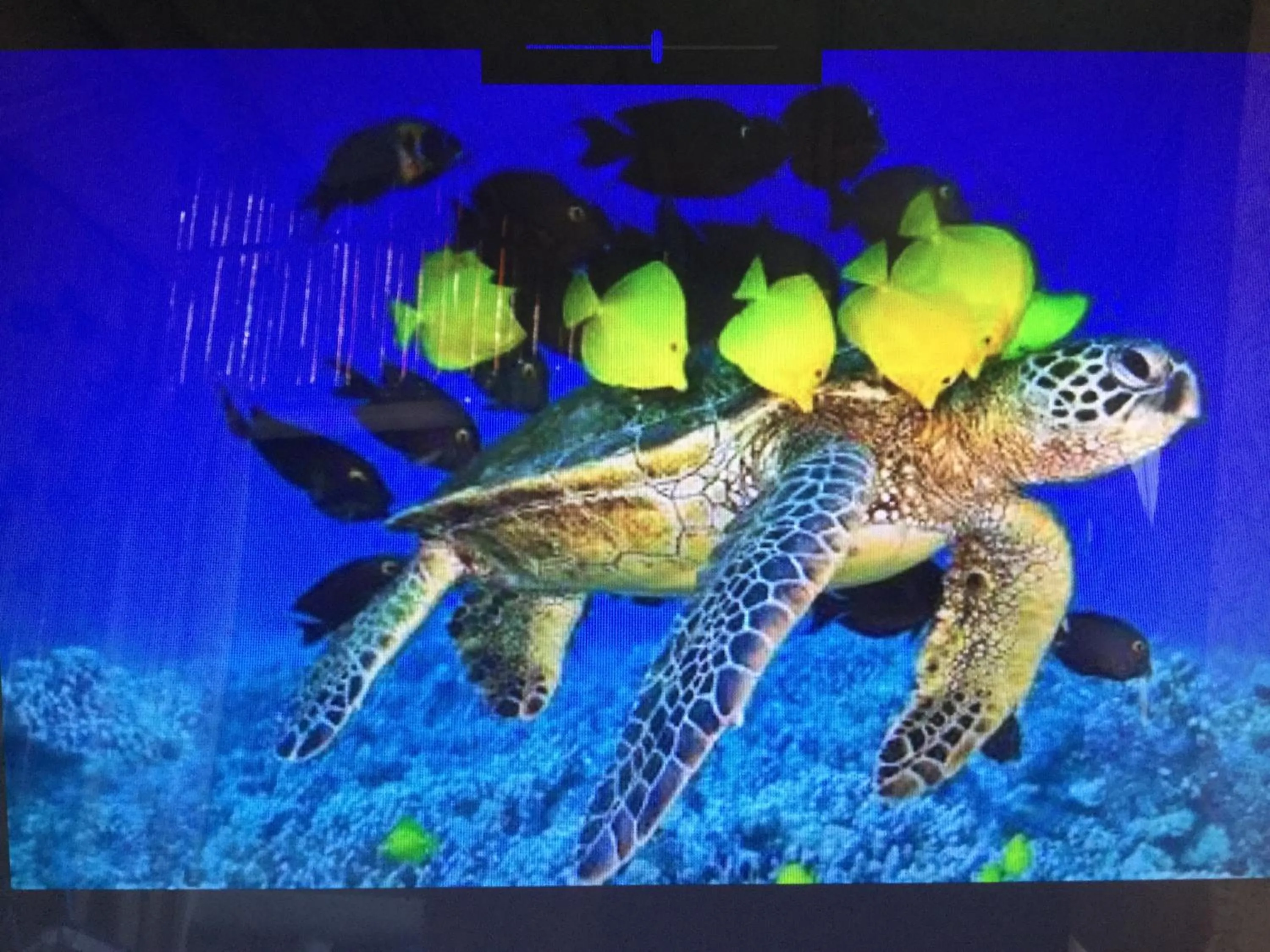 Animals in Turtle Cove Exclusive Island Resort