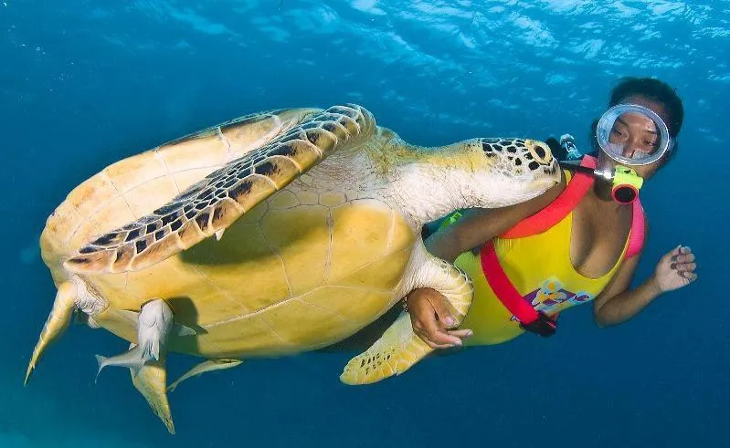 Turtle Cove Exclusive Island Resort