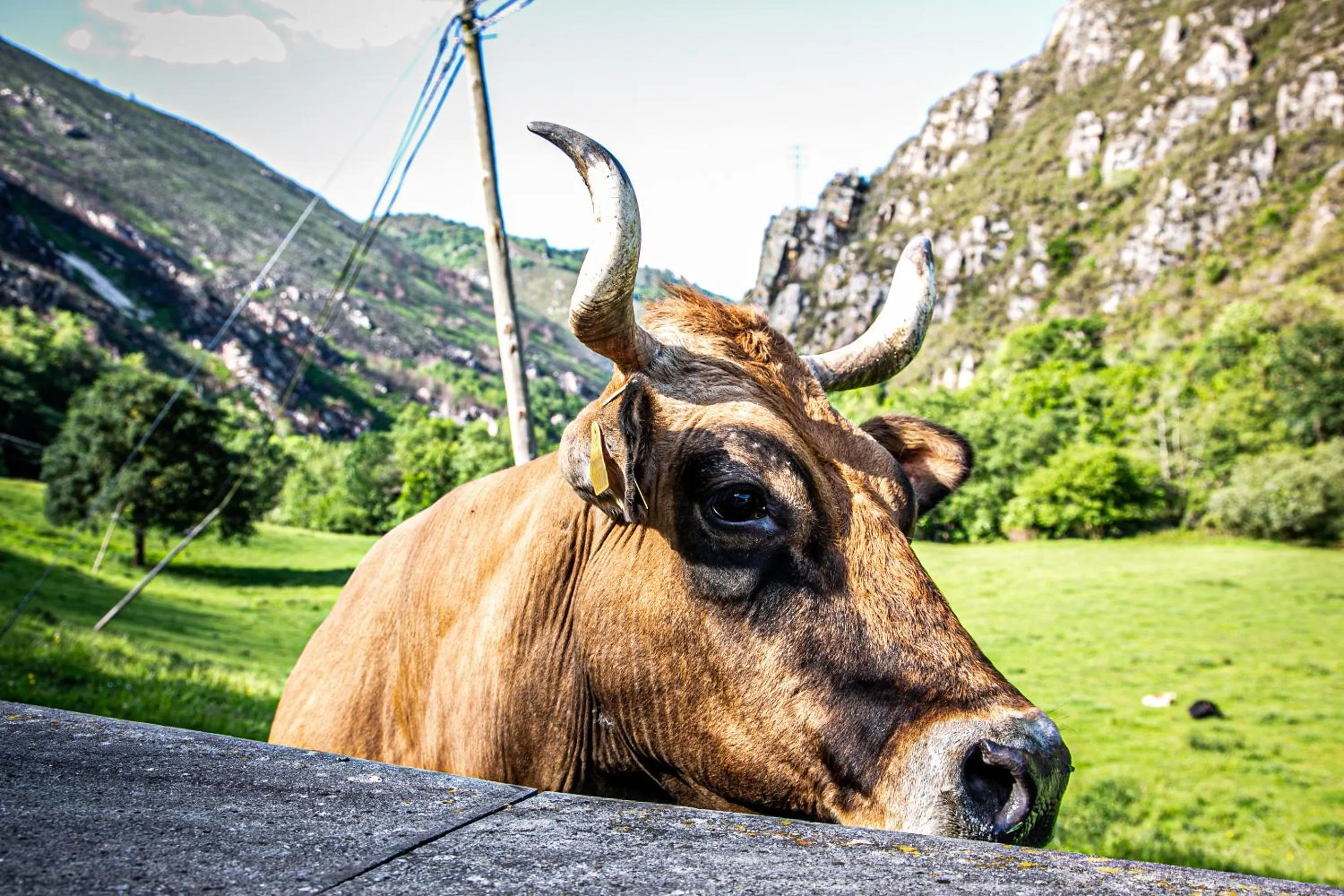 Animals in La Casona de Rey