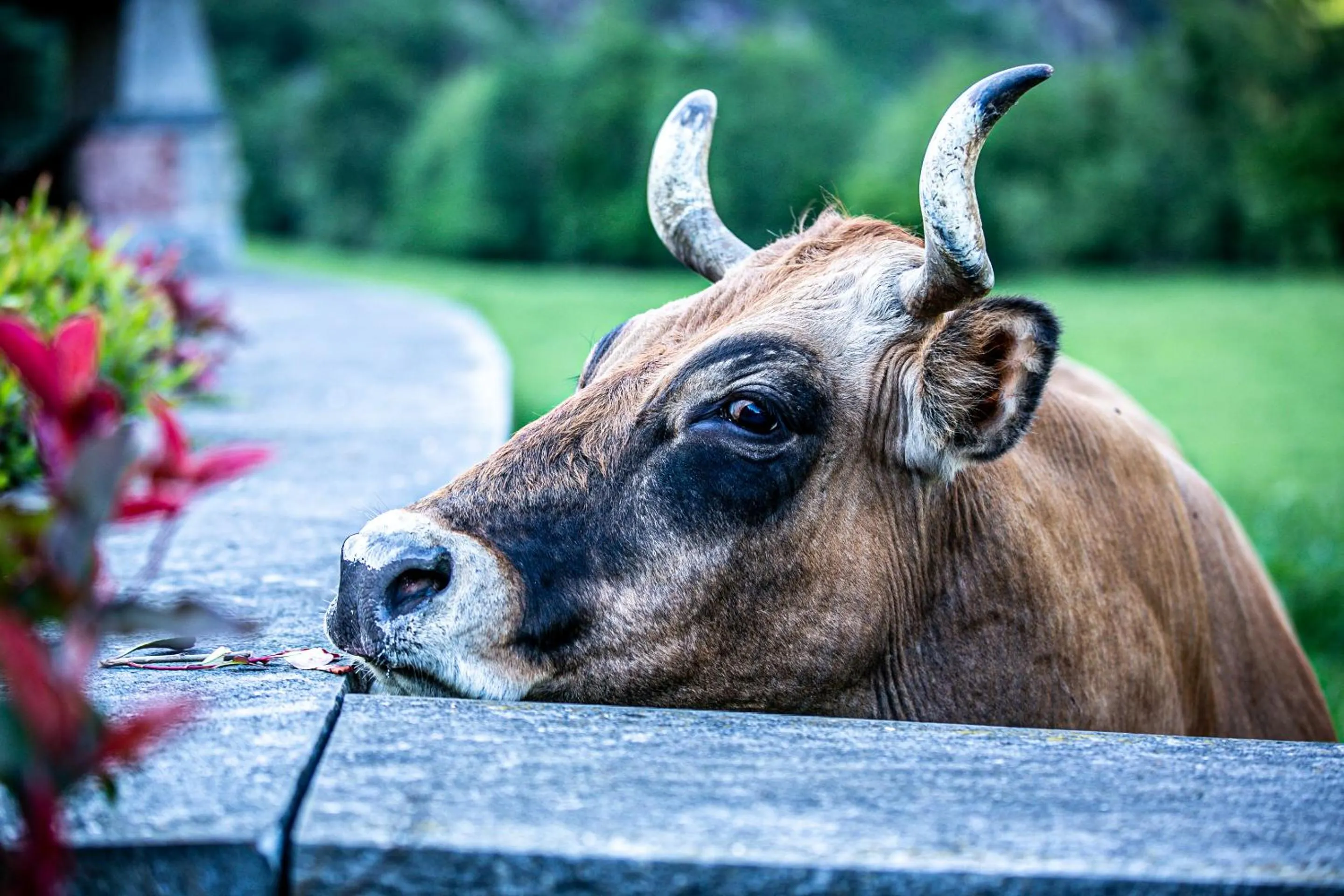 Animals in La Casona de Rey