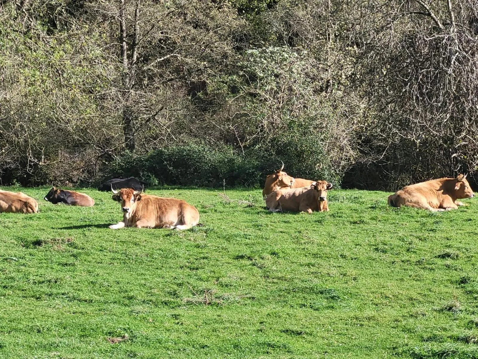 Animals in La Casona de Rey