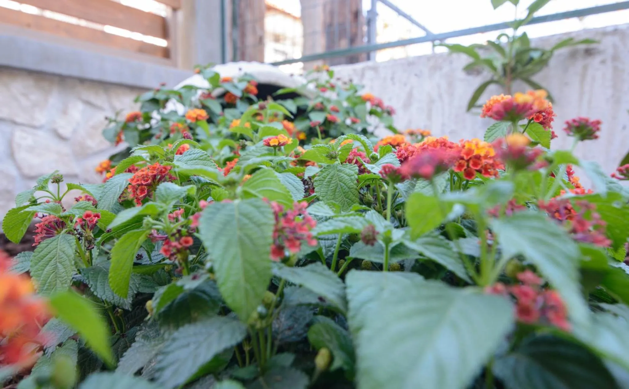 Garden in Apanemia by Flegra Hotels