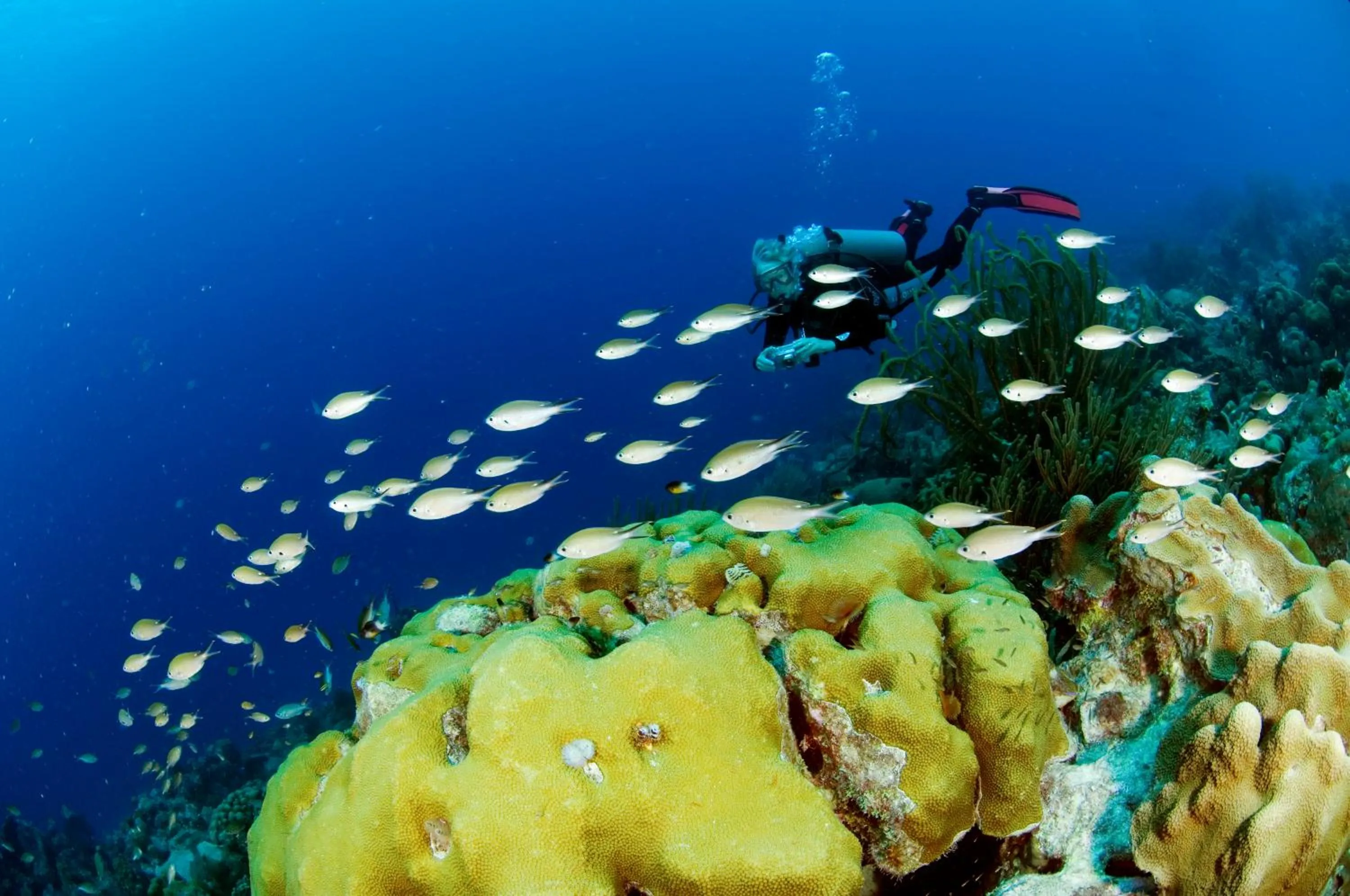 Diving in Divi Flamingo Beach Resort