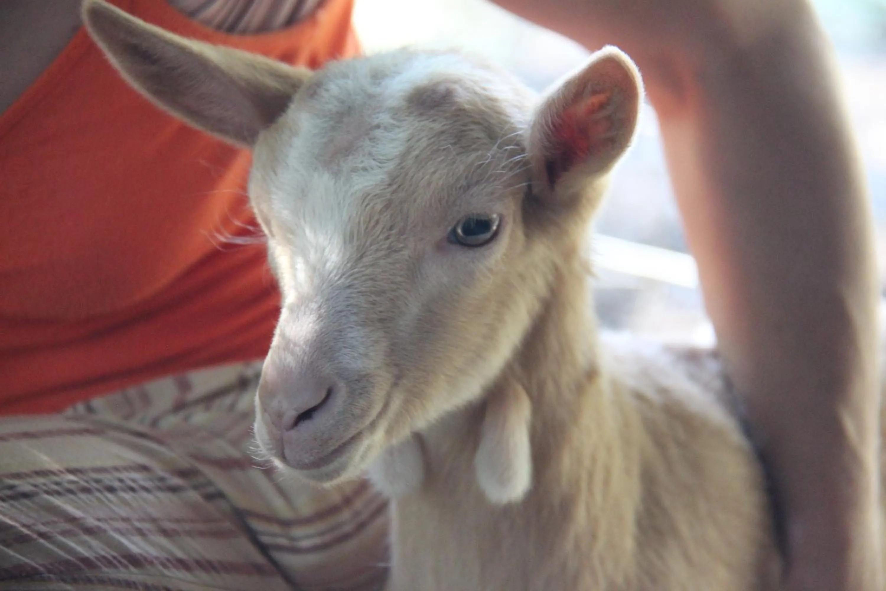 Animals in B&B Pian Savin