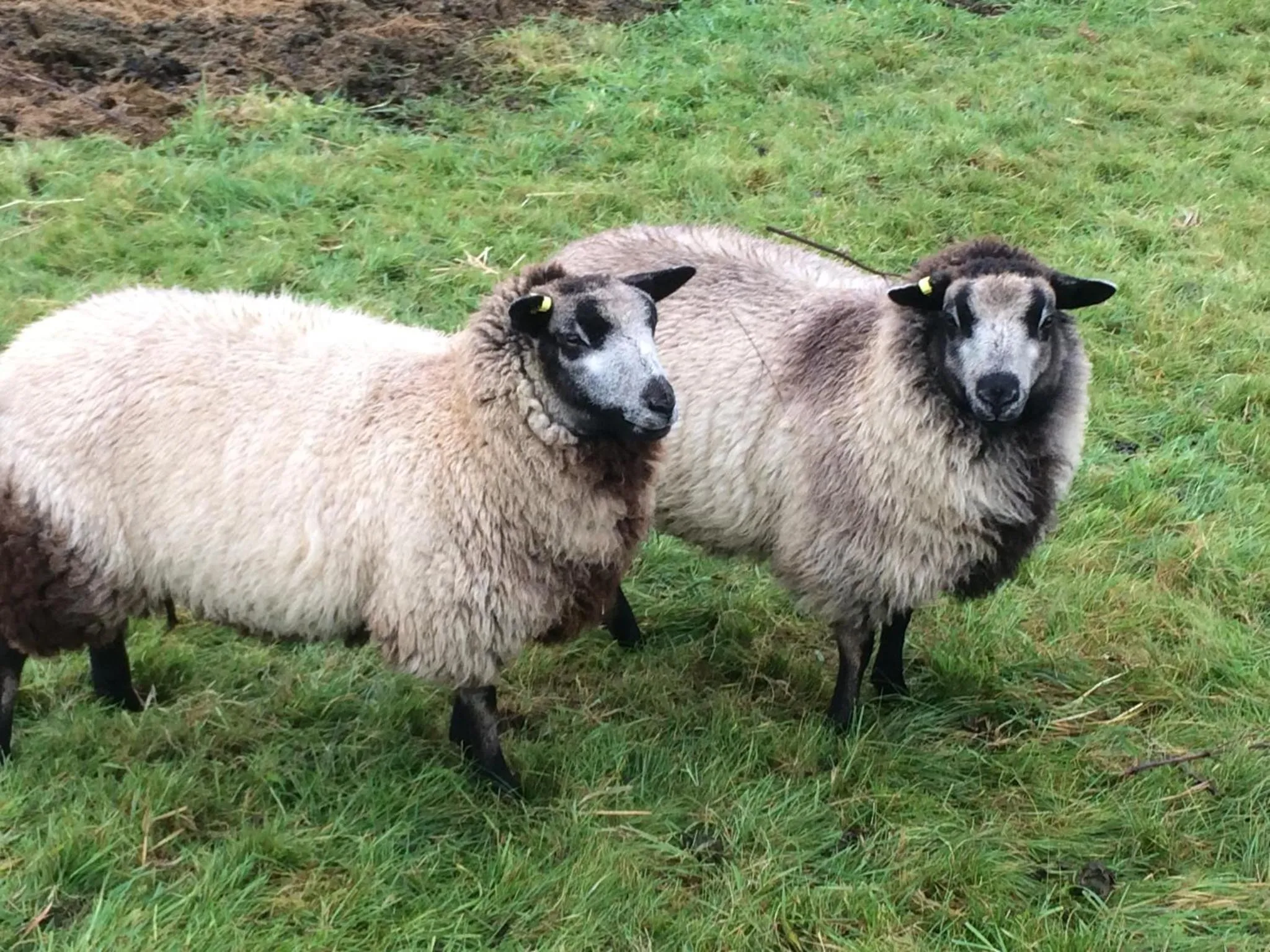 Pets in Y Giler Arms