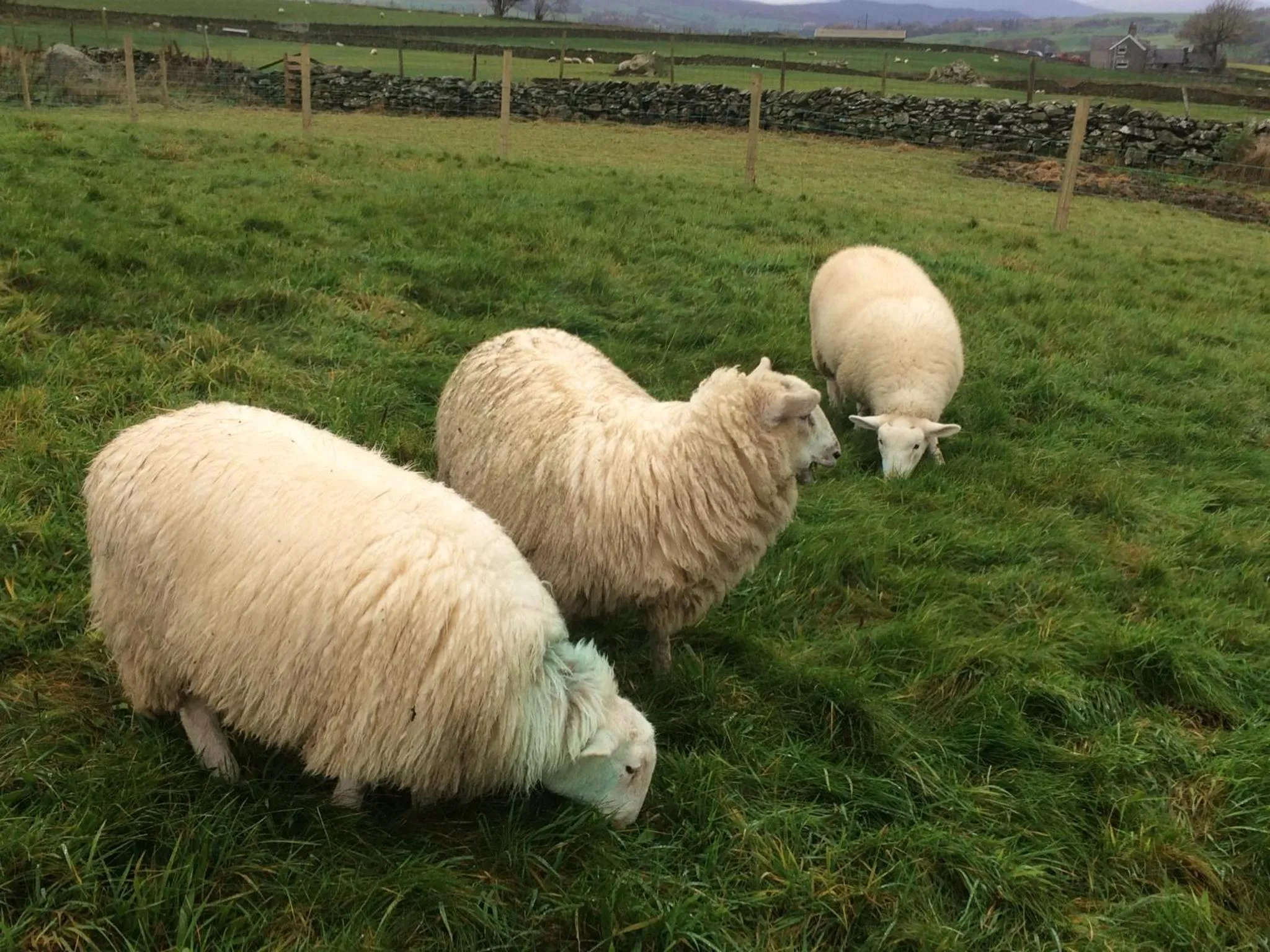 Pets in Y Giler Arms