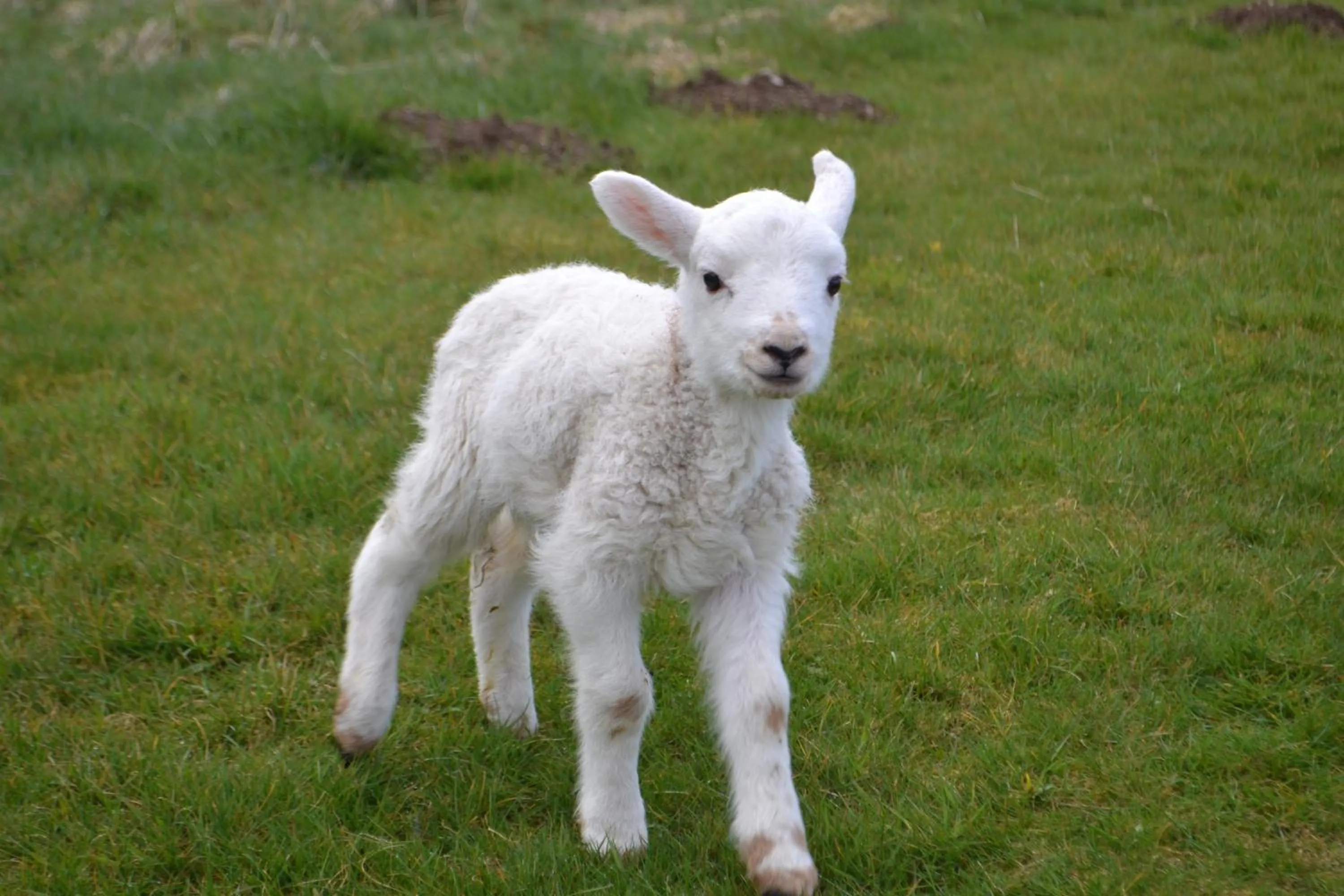 Pets in Y Giler Arms