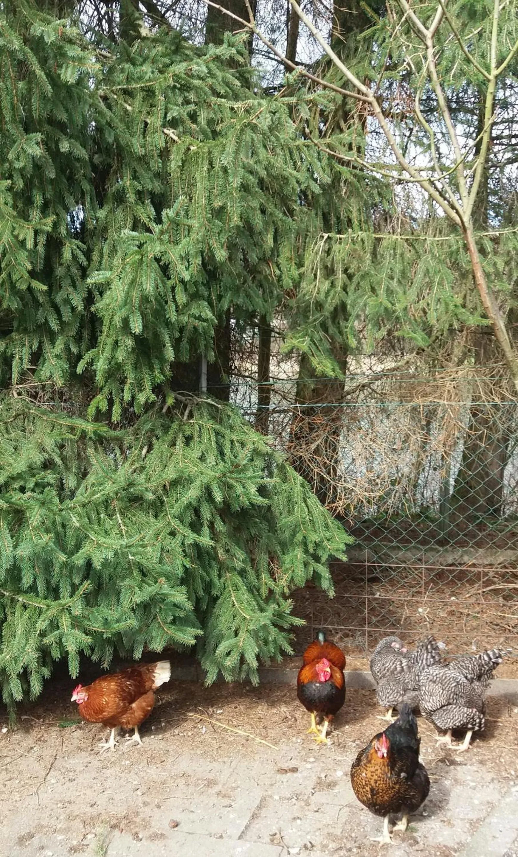 Animals in Ferienpark Tannenbruchsee