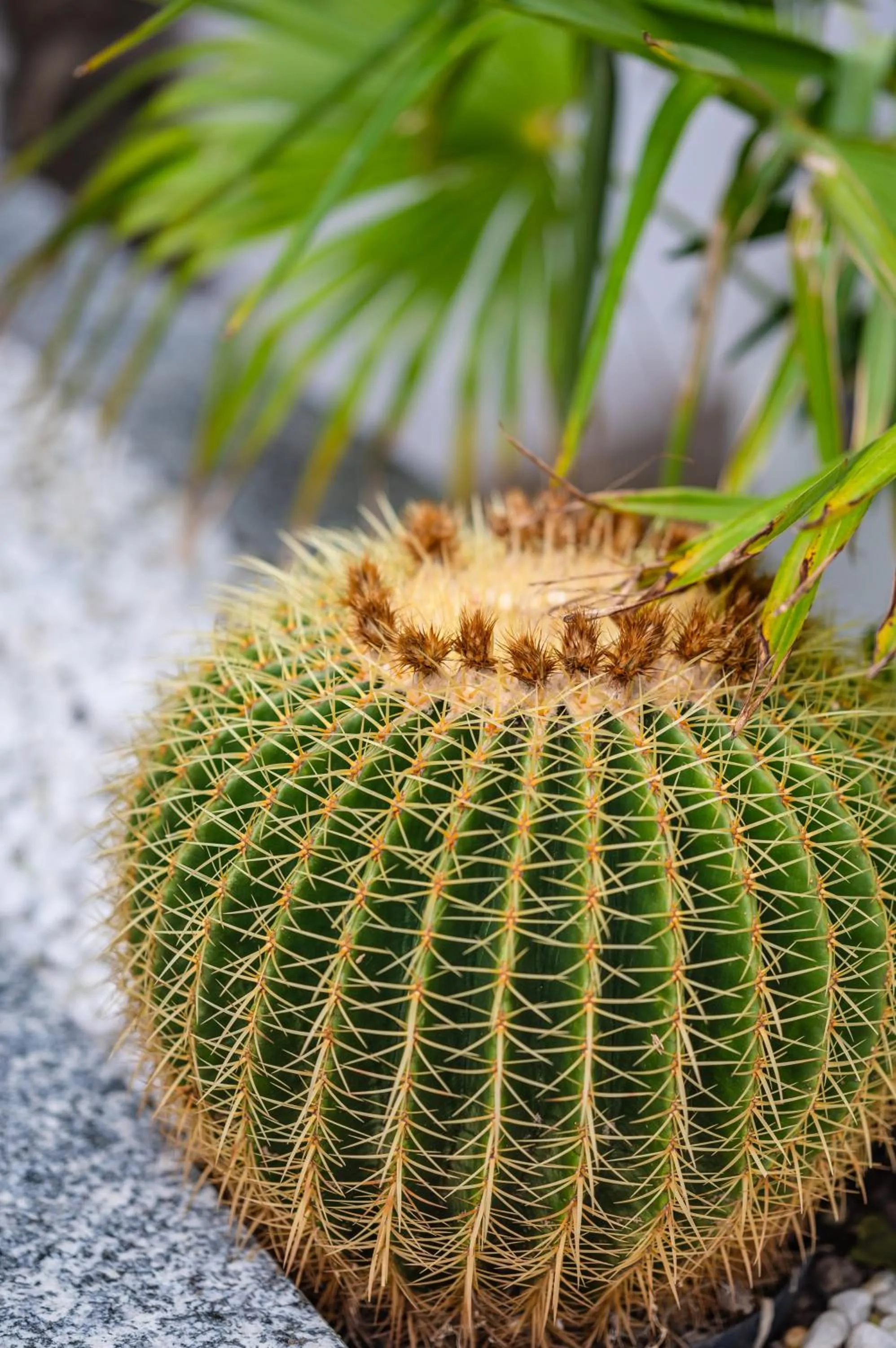 Facade/entrance in Hotel Gritti