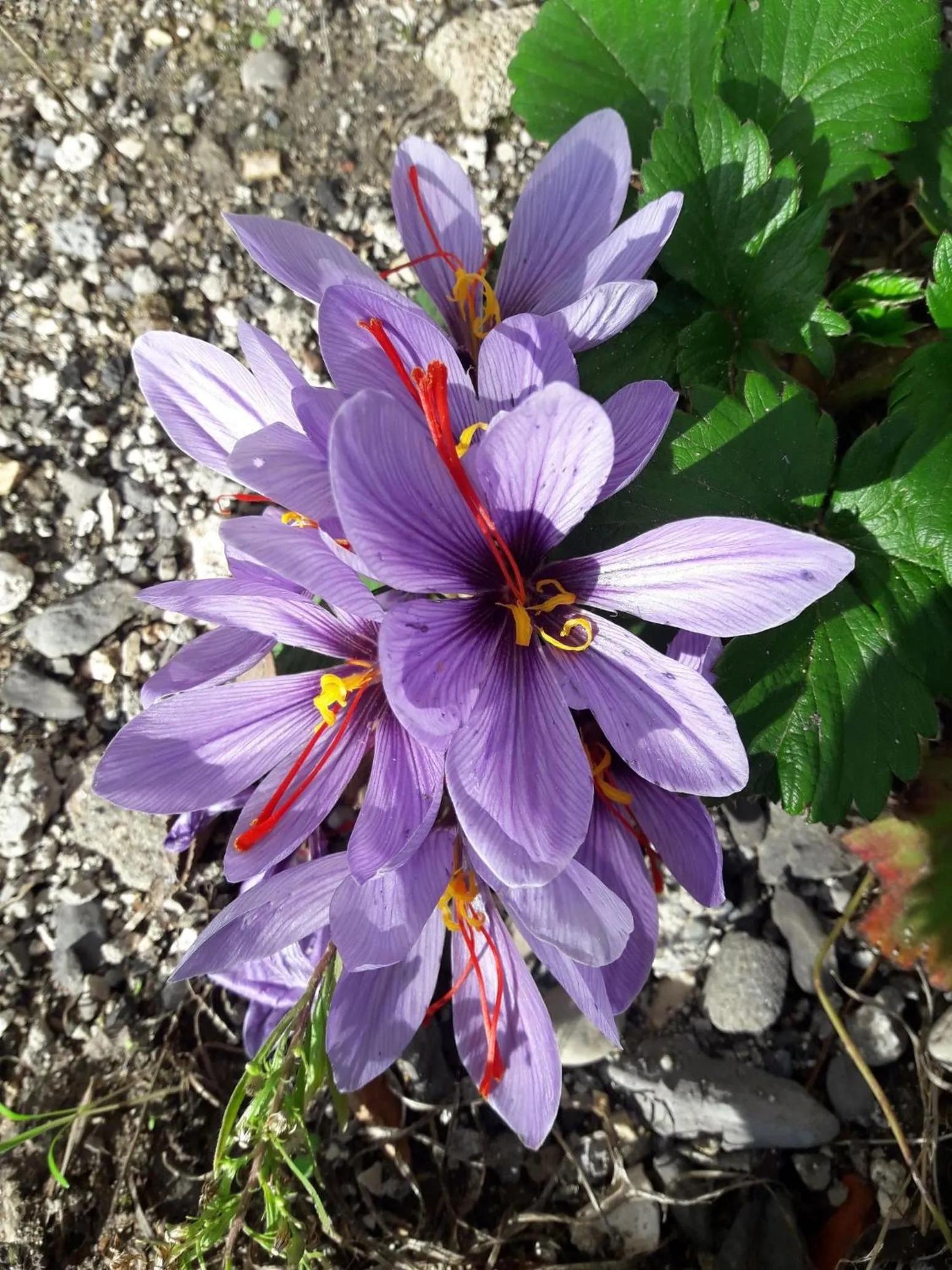 Maison Aux Lavandes B&B