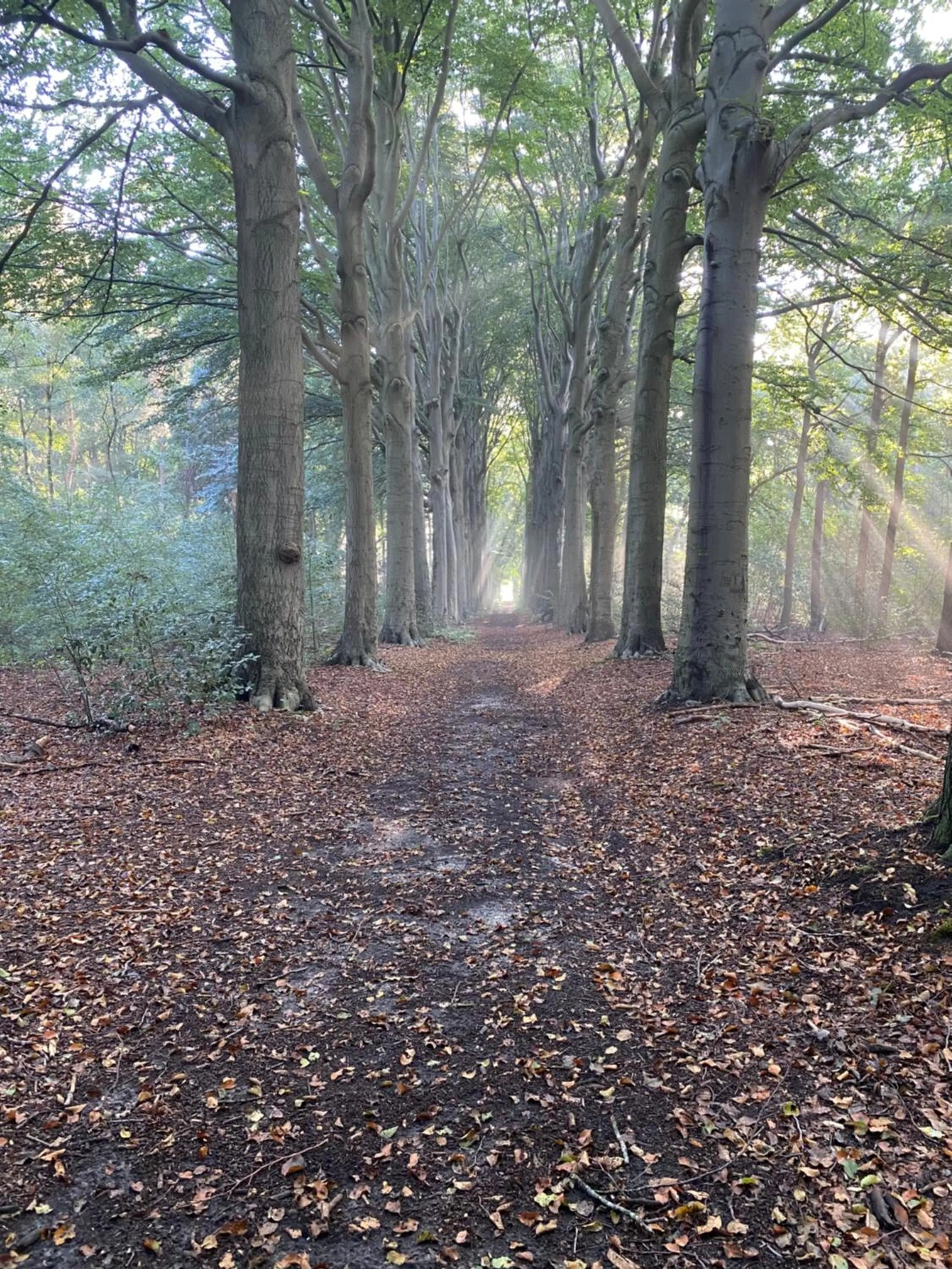 Natural landscape in La Grange 28