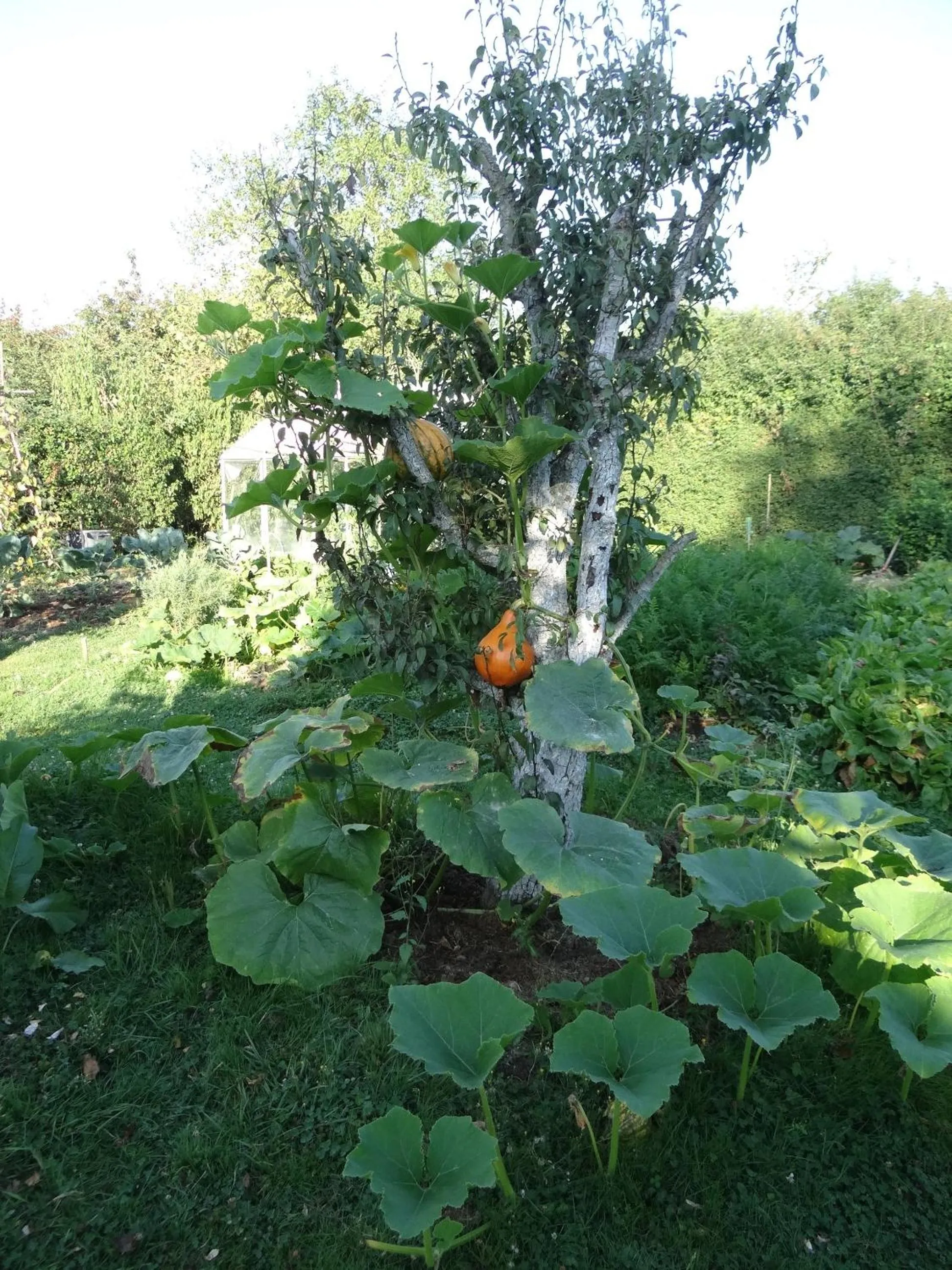 Garden view in La Sauleraie