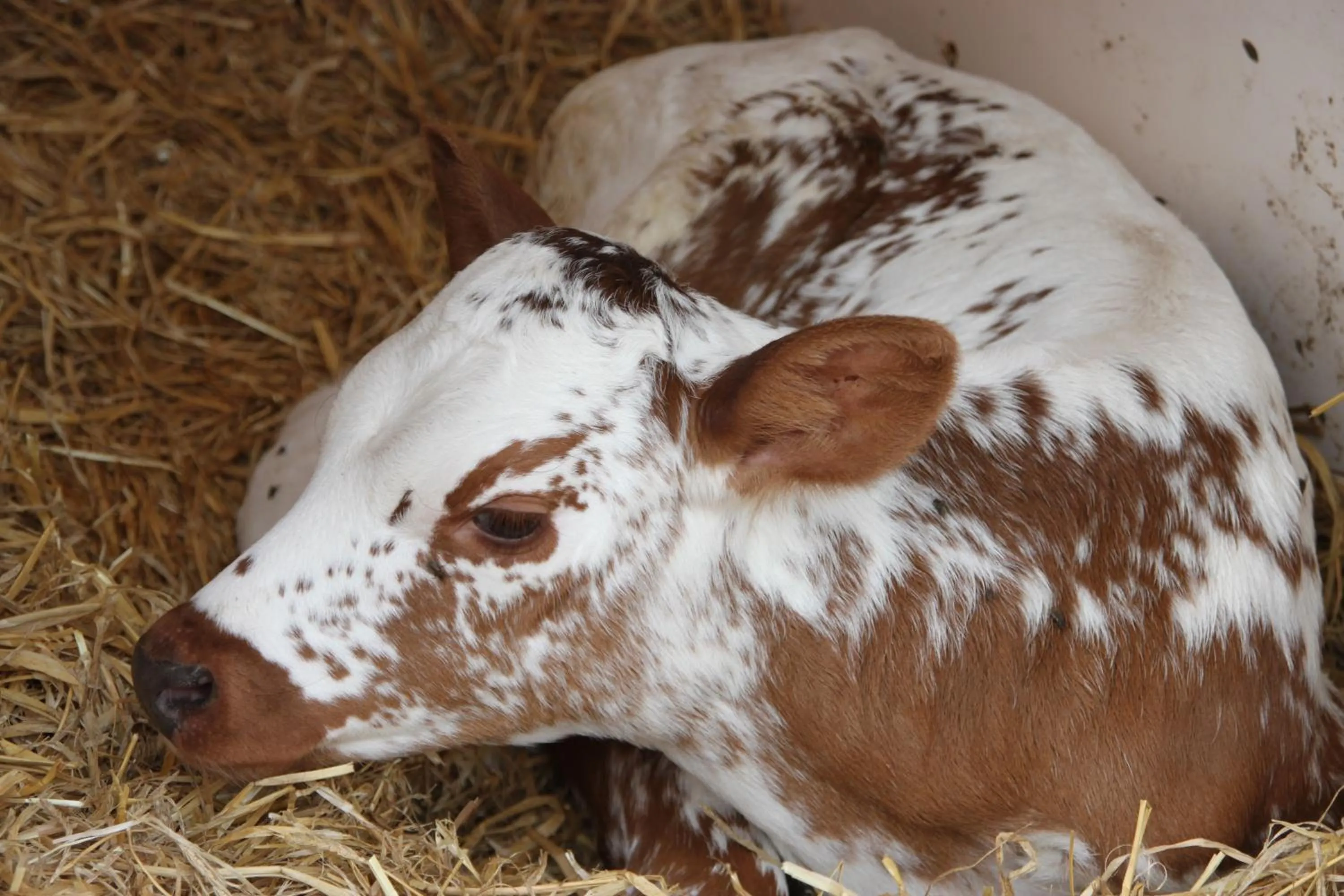 Pets in Bed and Breakfast De Volkelse Hooiberg