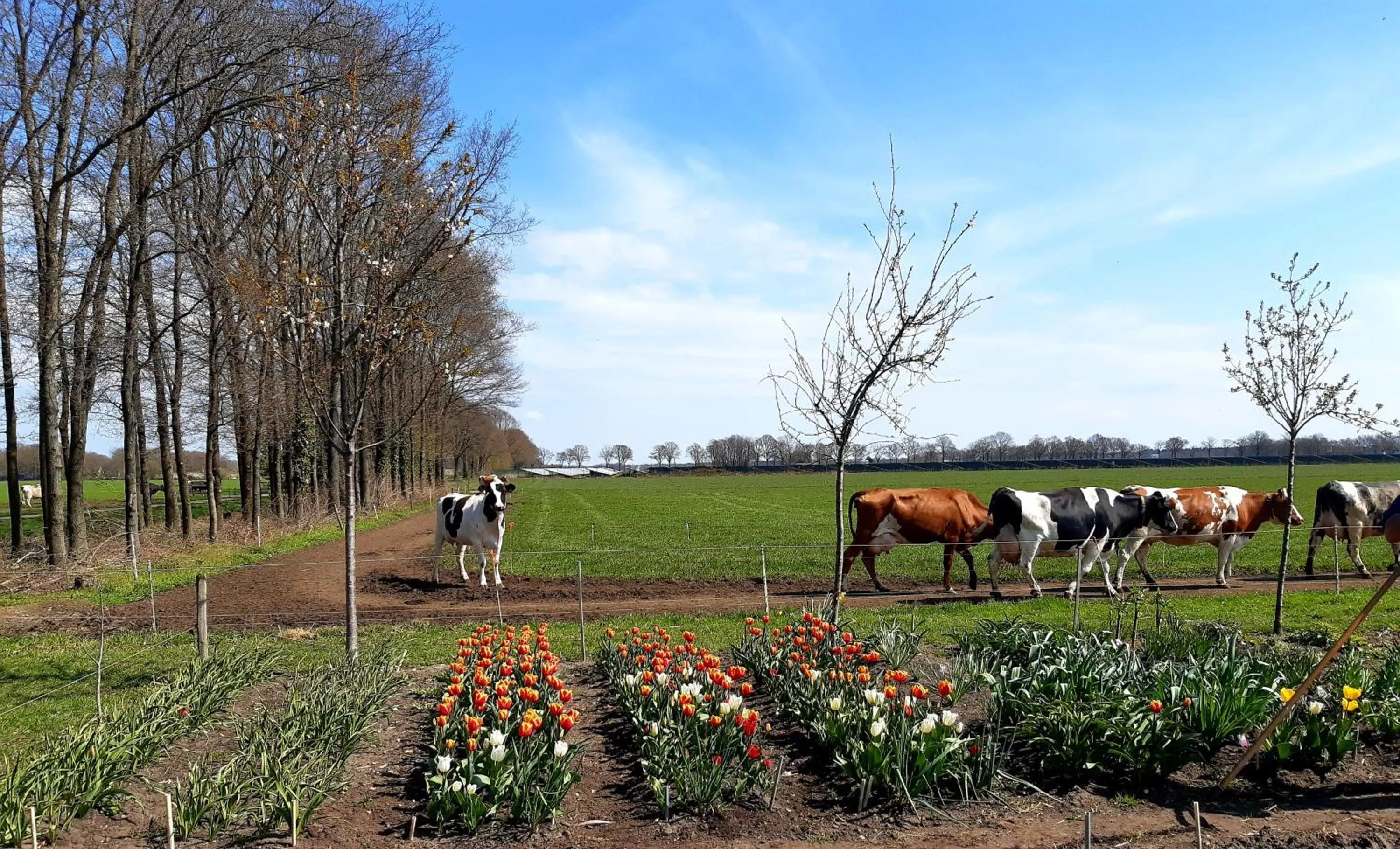 Bed and Breakfast De Volkelse Hooiberg
