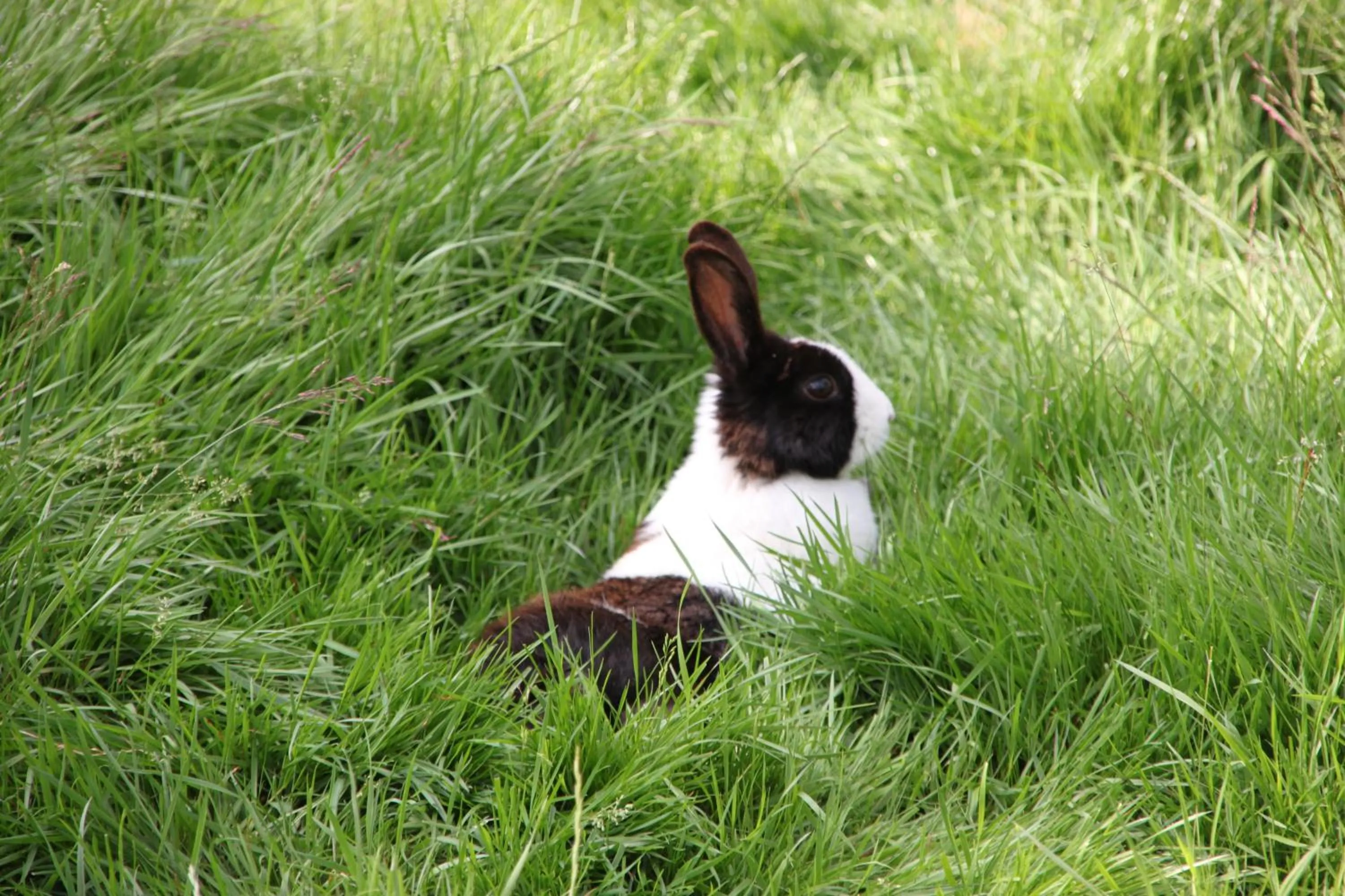 Pets in Bed and Breakfast De Volkelse Hooiberg