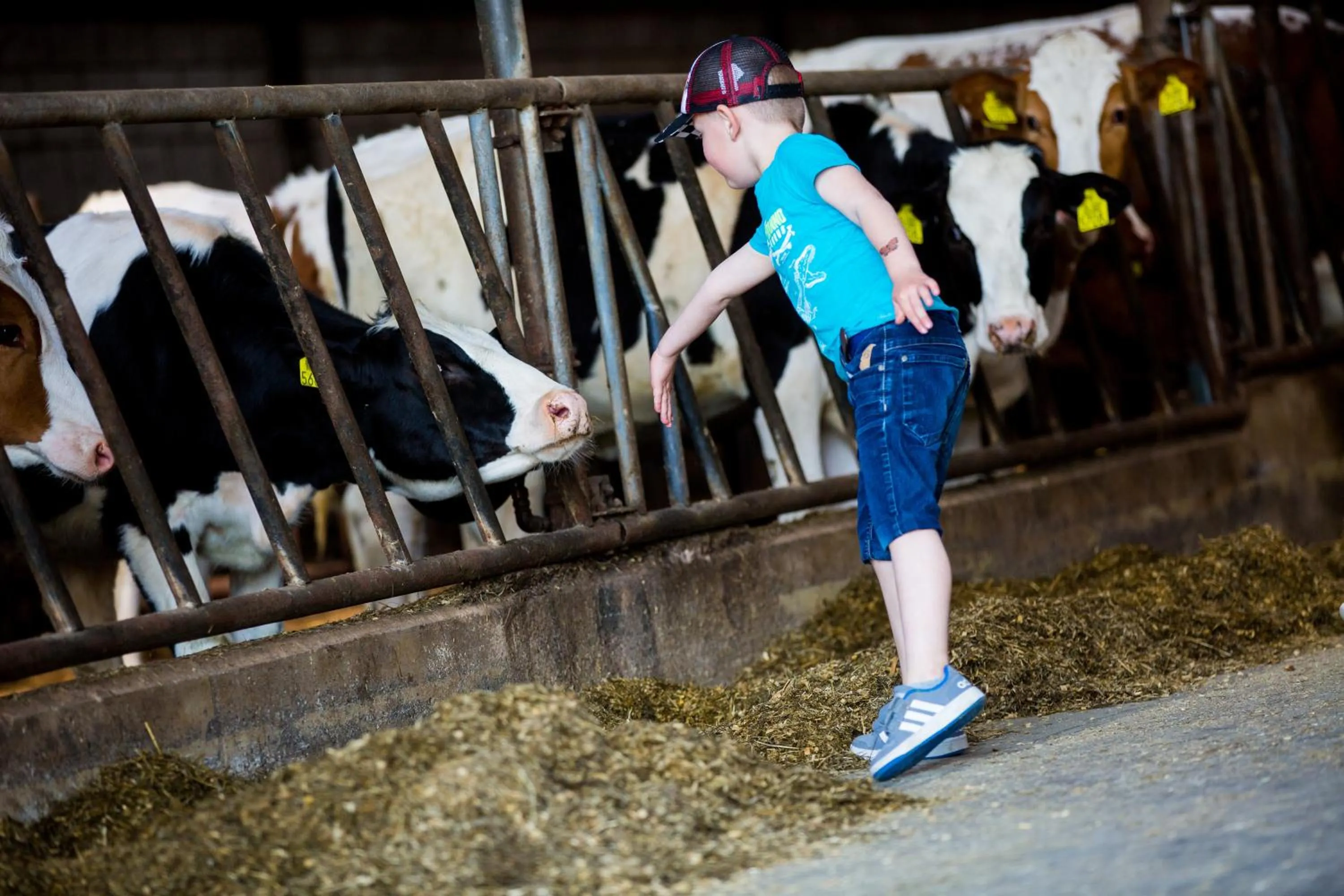 Bed and Breakfast De Volkelse Hooiberg