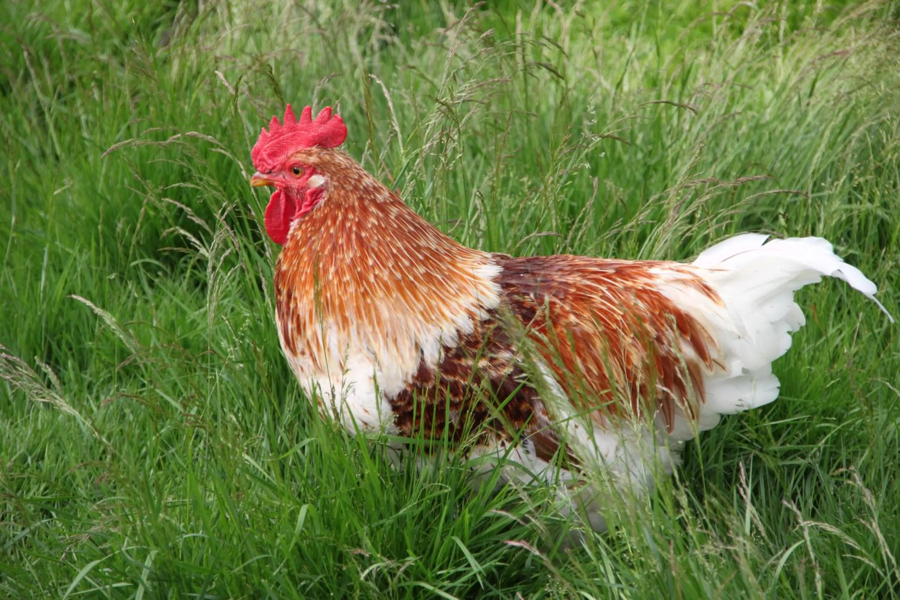 View (from property/room) in Bed and Breakfast De Volkelse Hooiberg