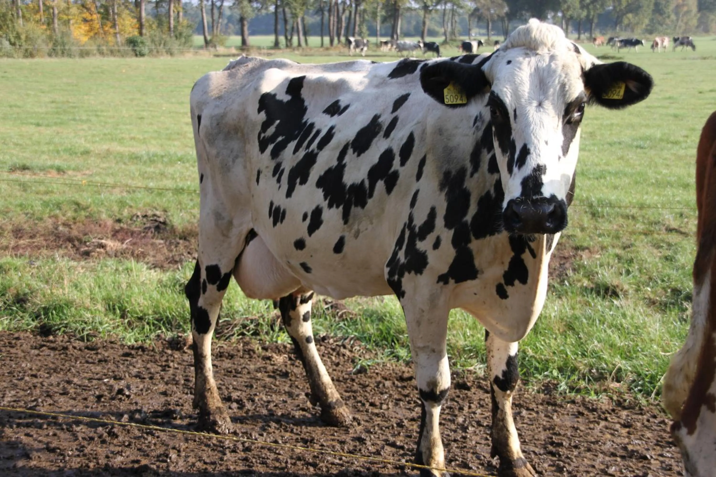 Pets in Bed and Breakfast De Volkelse Hooiberg