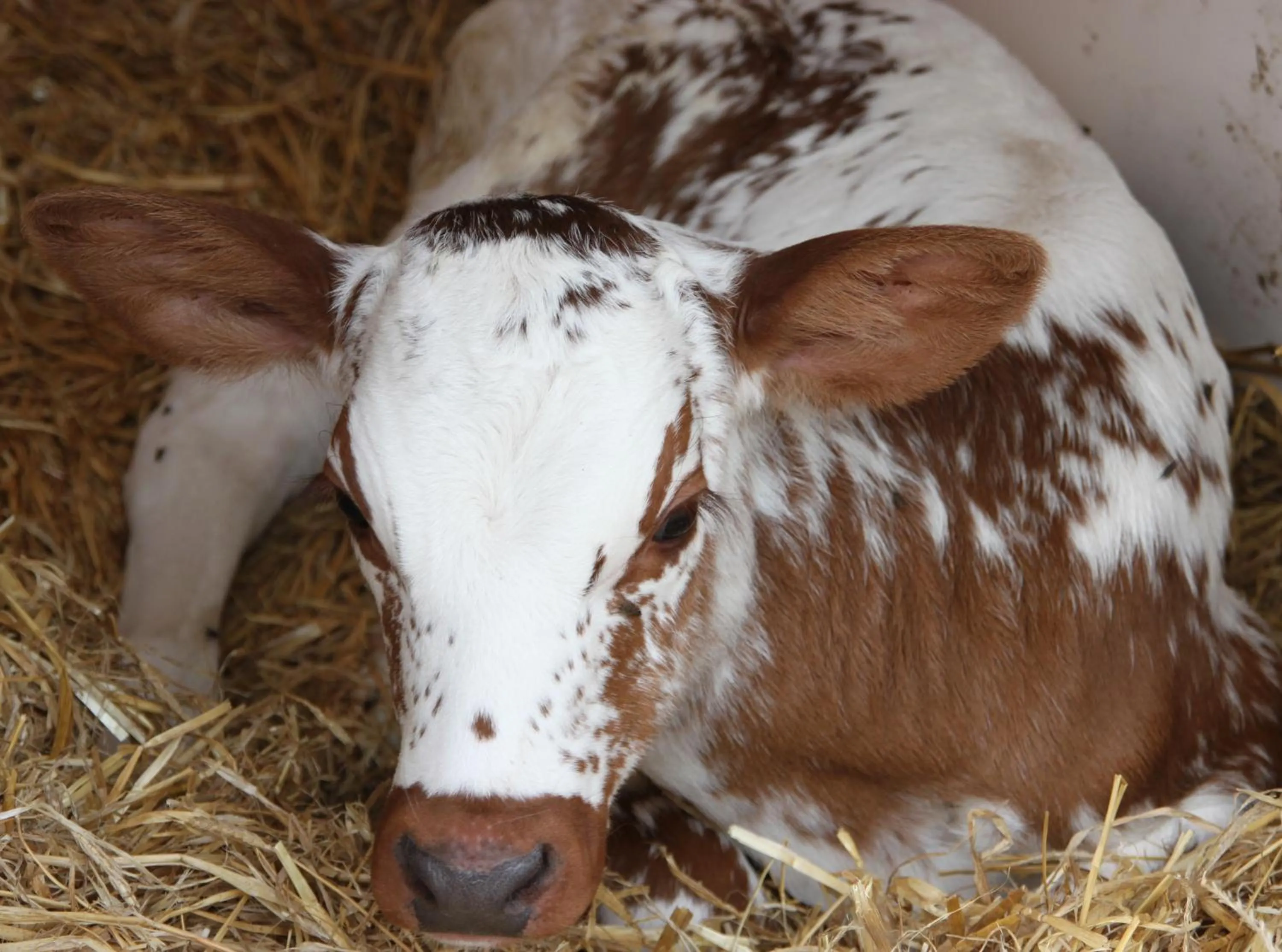 Decorative detail in Bed and Breakfast De Volkelse Hooiberg
