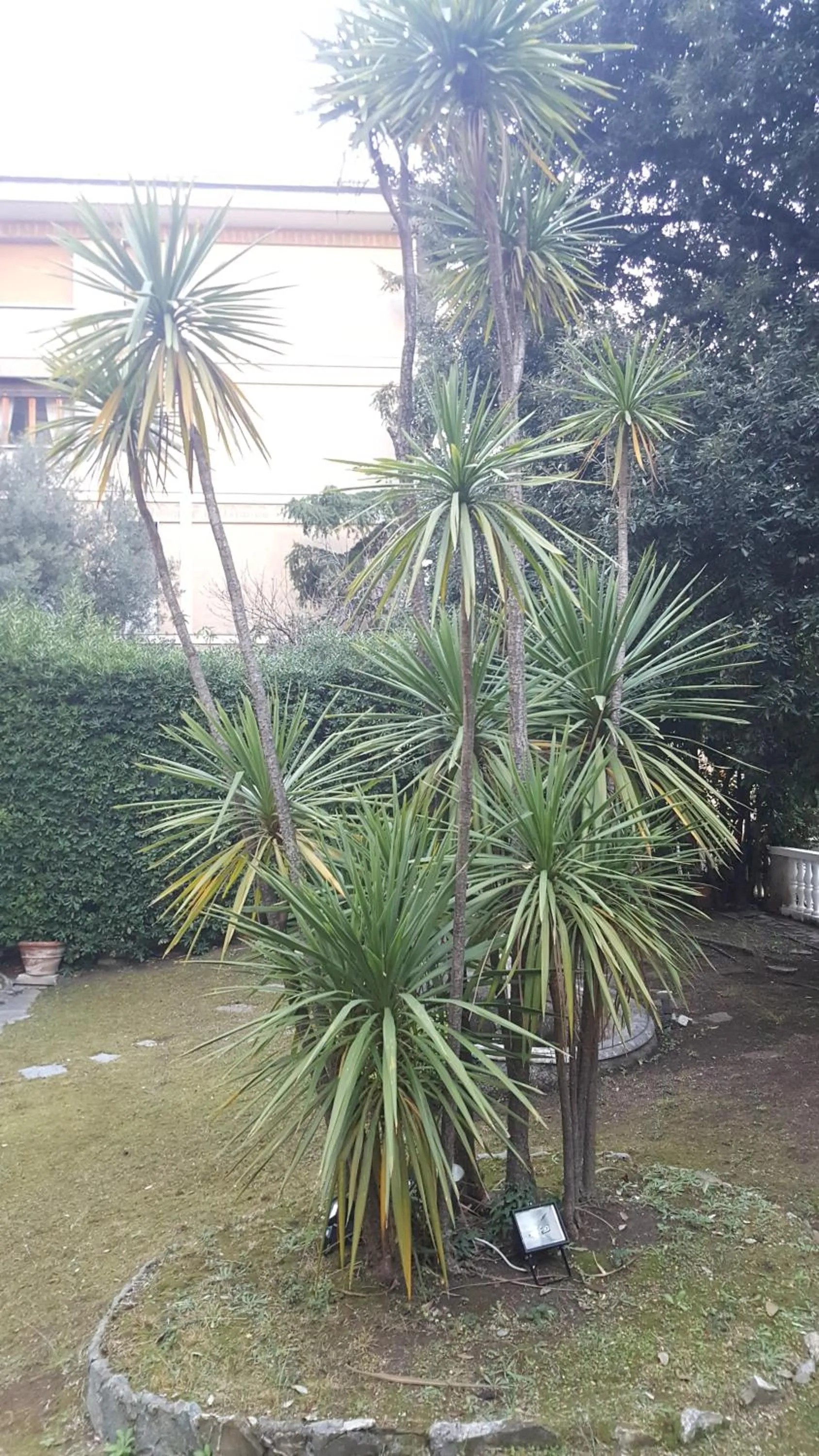 Garden view in Royal Suite